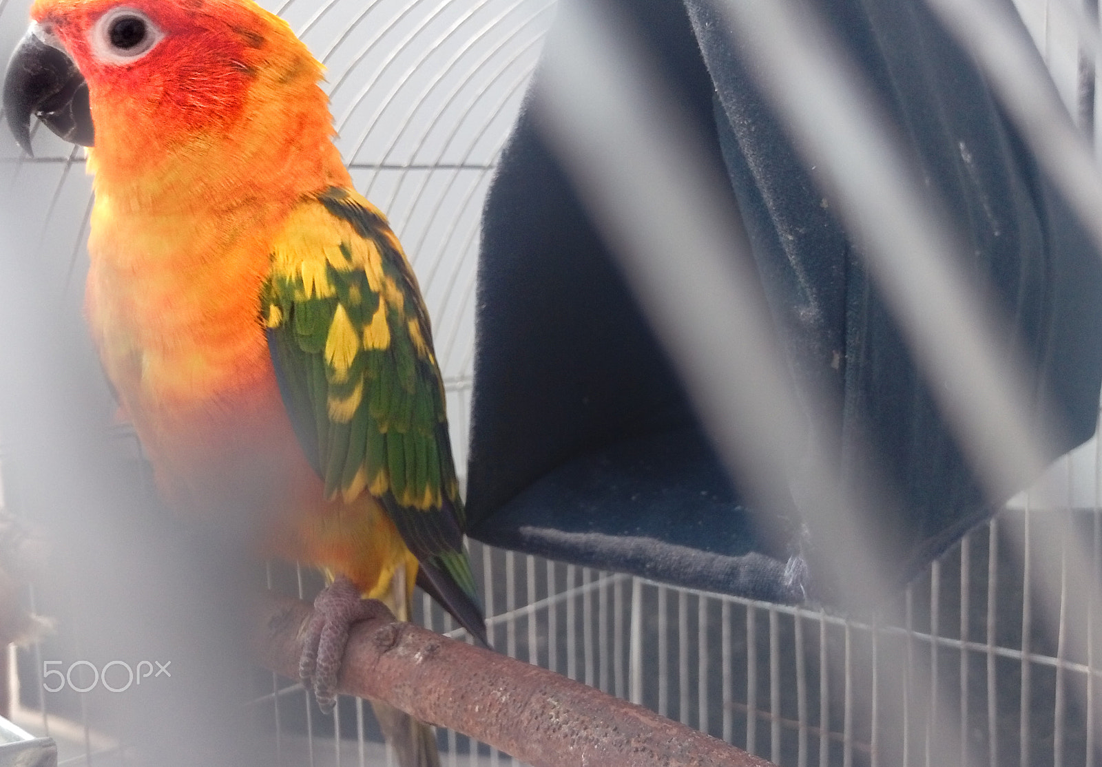 HTC DESIRE 10 PRO sample photo. Sun conure happy during sunbathe photography