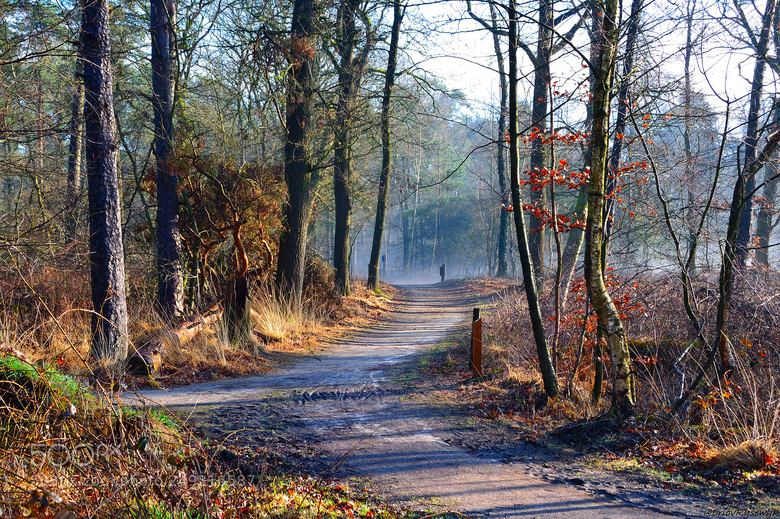 Nikon D3100 sample photo. Oisterijkse bossen en vennen photography