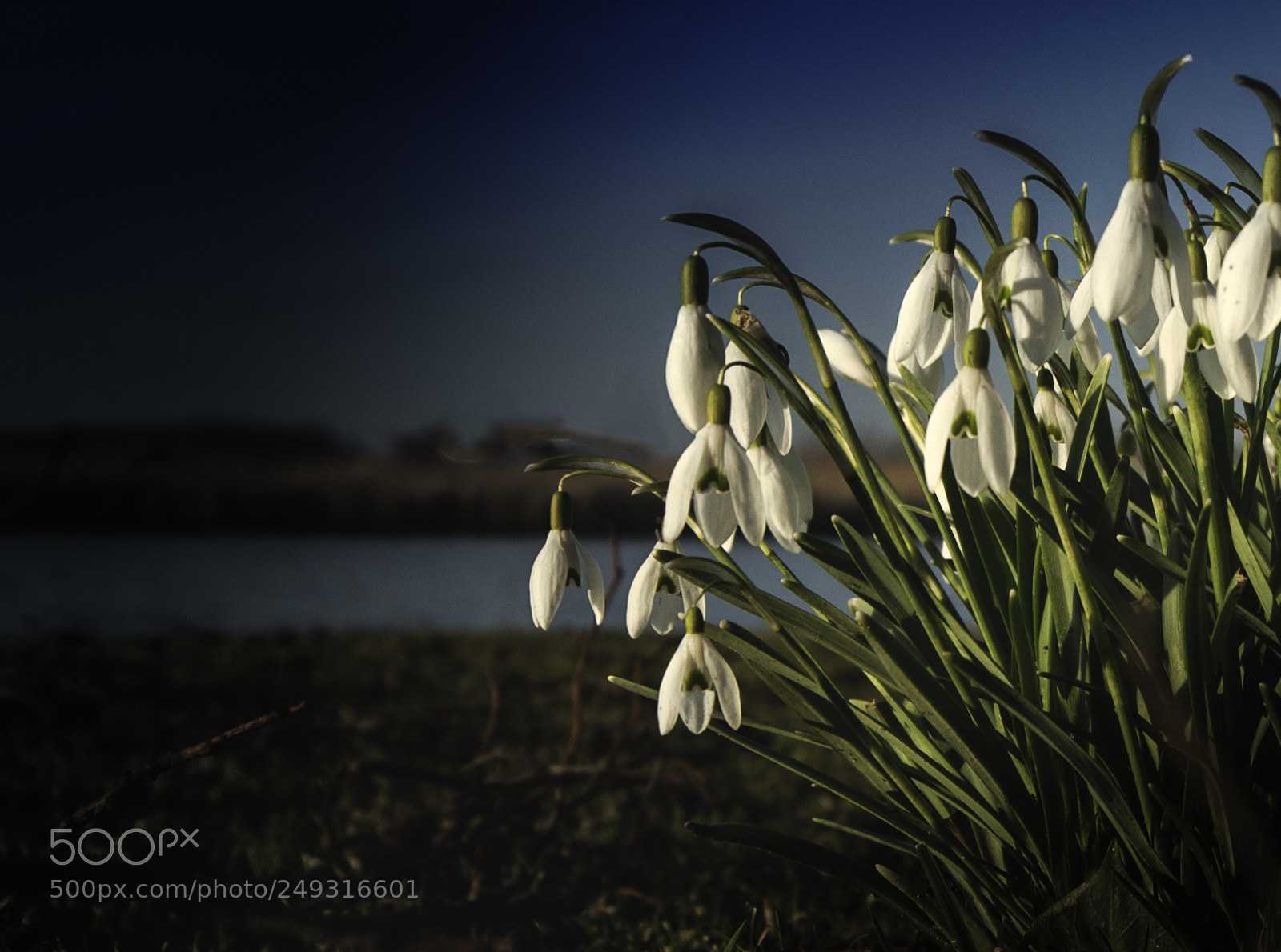 Nikon D5000 sample photo. Flower photography