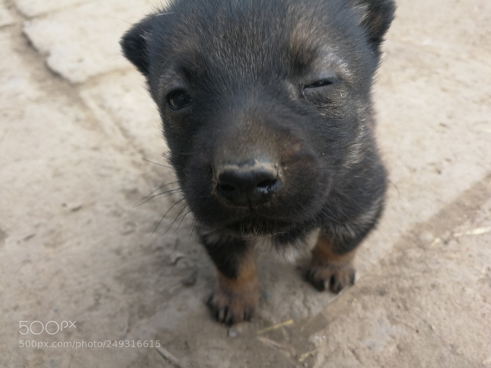HUAWEI Mate 9 sample photo. Doggy photography