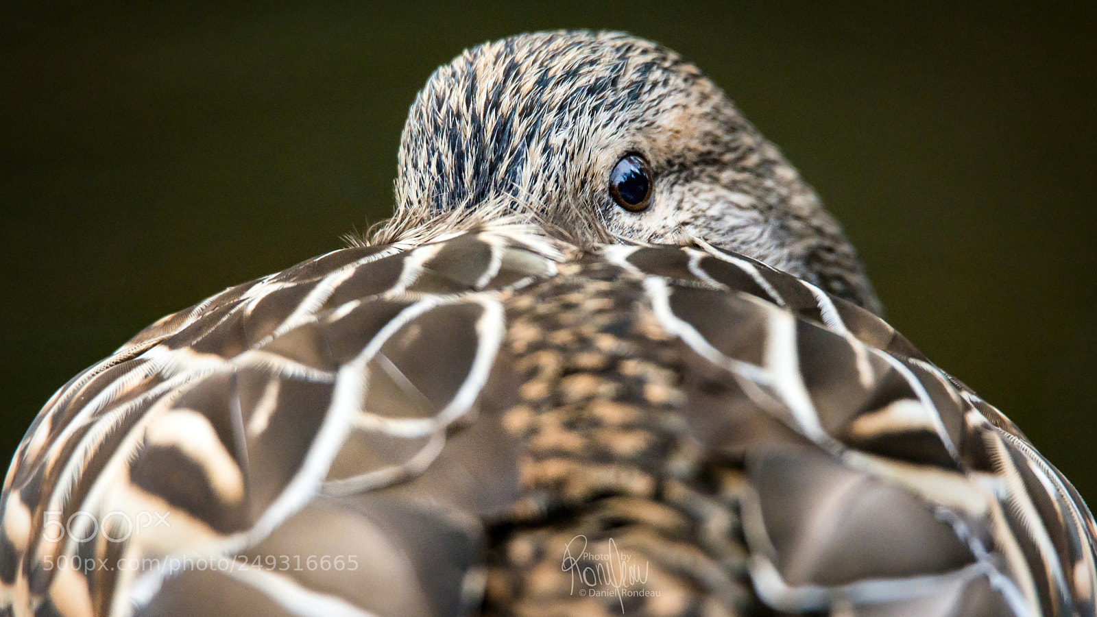 Nikon D7200 sample photo. The backward mallard photography