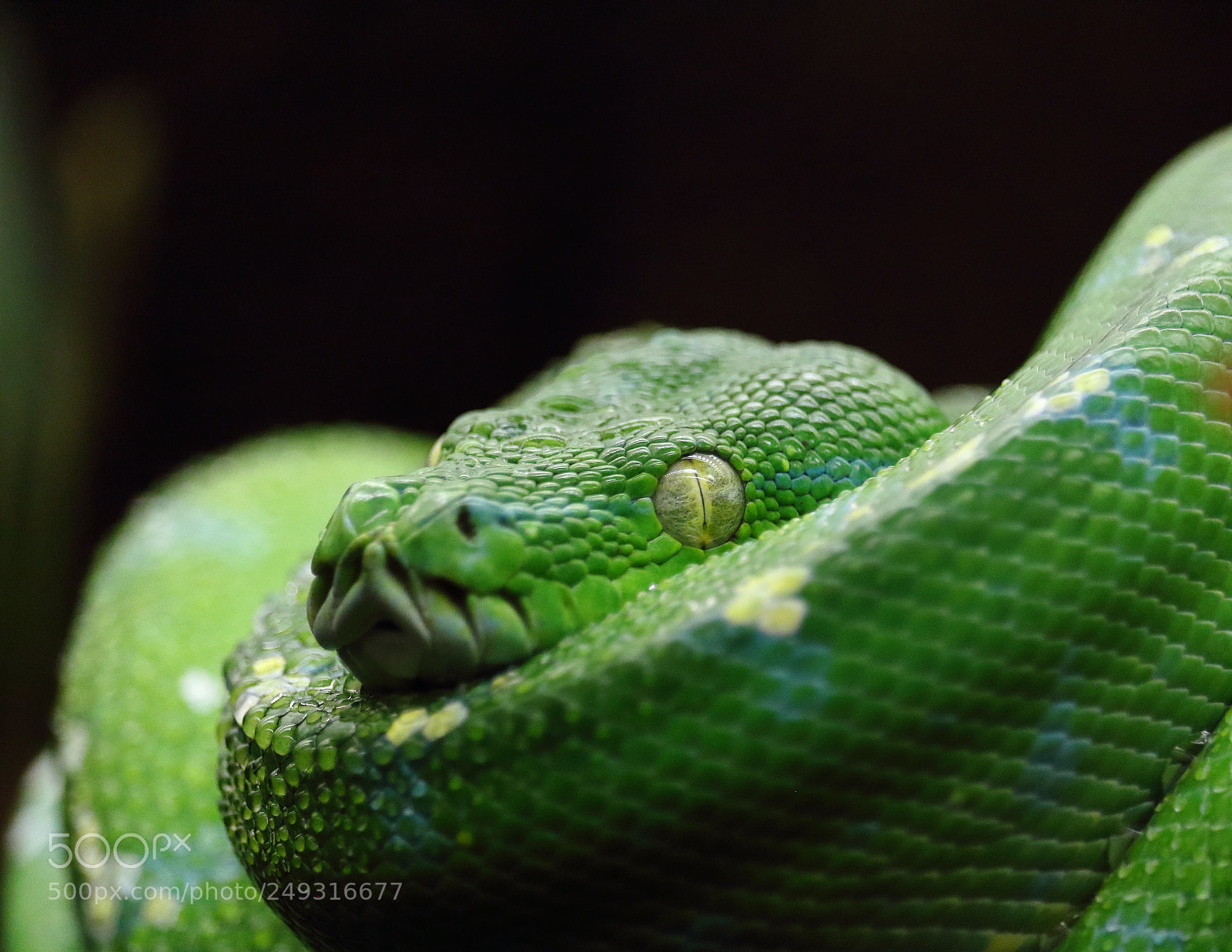 Canon EOS 100D (EOS Rebel SL1 / EOS Kiss X7) sample photo. Green snake photography