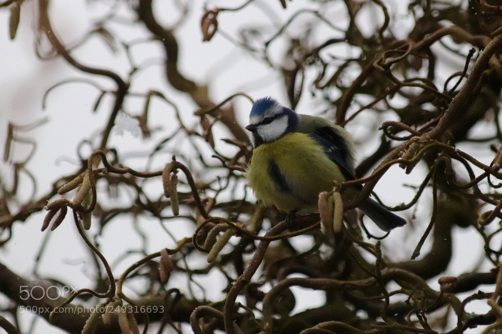 Canon EOS 77D (EOS 9000D / EOS 770D) sample photo. I'm full photography