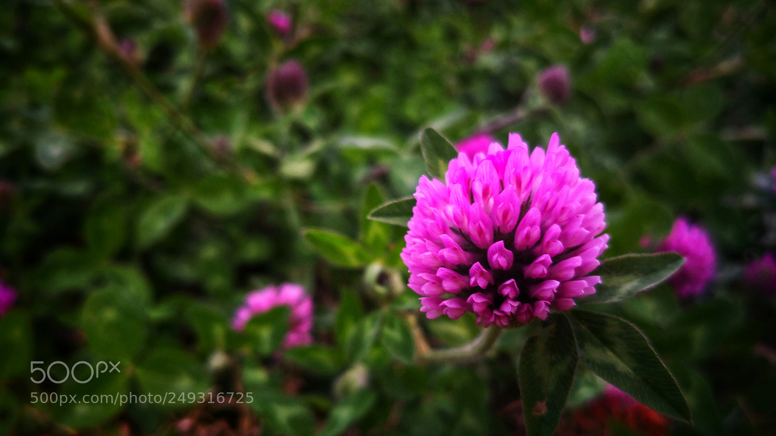 HUAWEI Mate 10 Pro sample photo. Clover photography