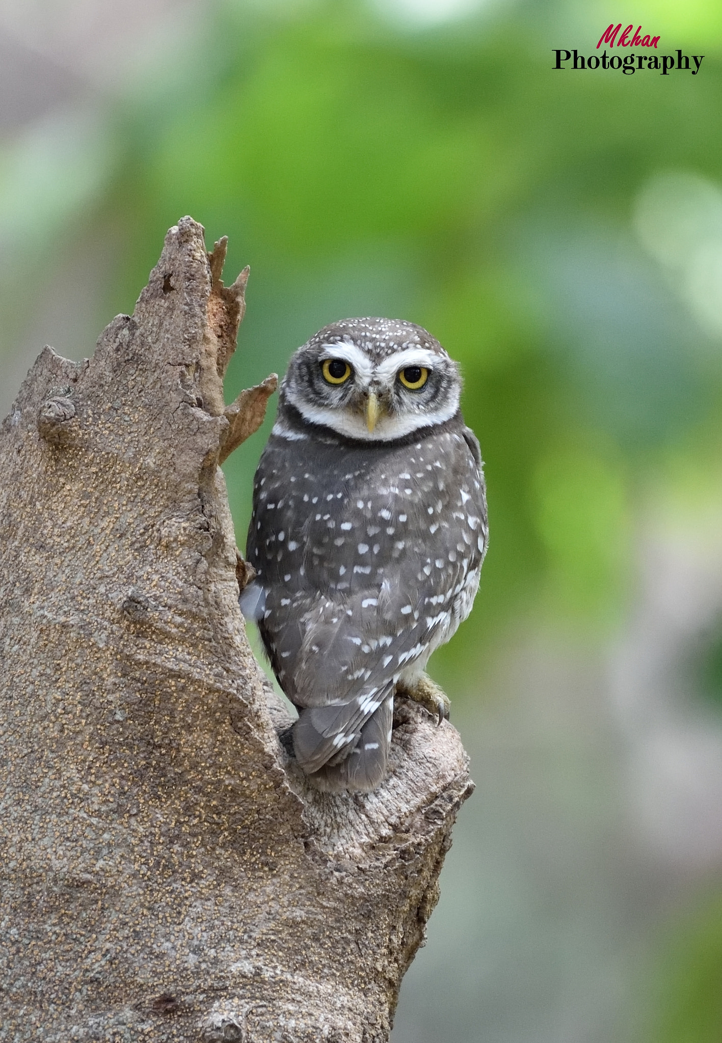 Nikon AF-S Nikkor 200-500mm F5.6E ED VR sample photo. Owl photography
