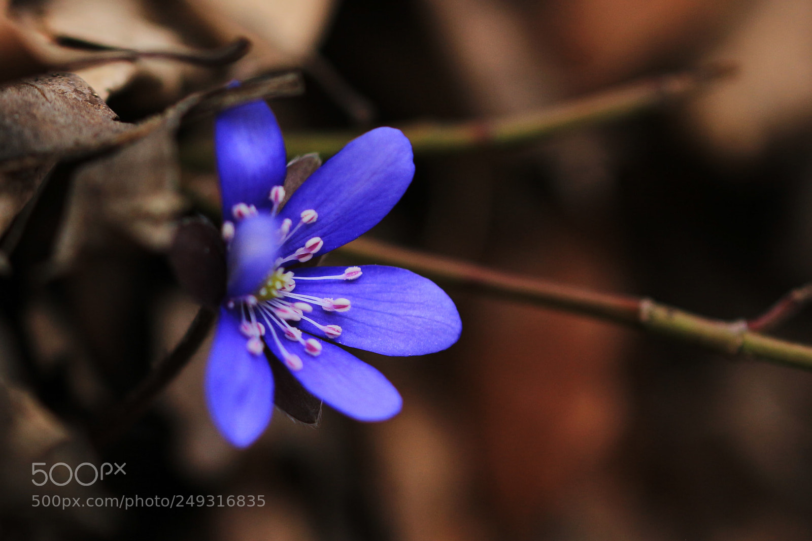 Canon EOS 700D (EOS Rebel T5i / EOS Kiss X7i) sample photo. First blue photography