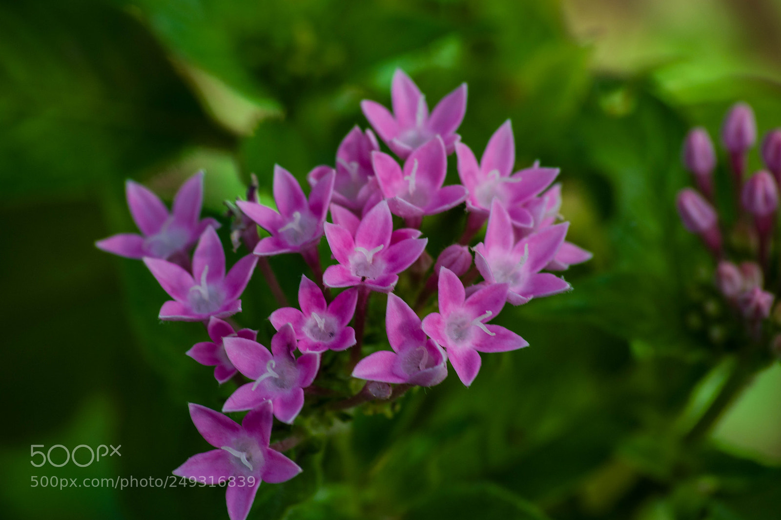 Nikon D3300 sample photo. The pink flower photography