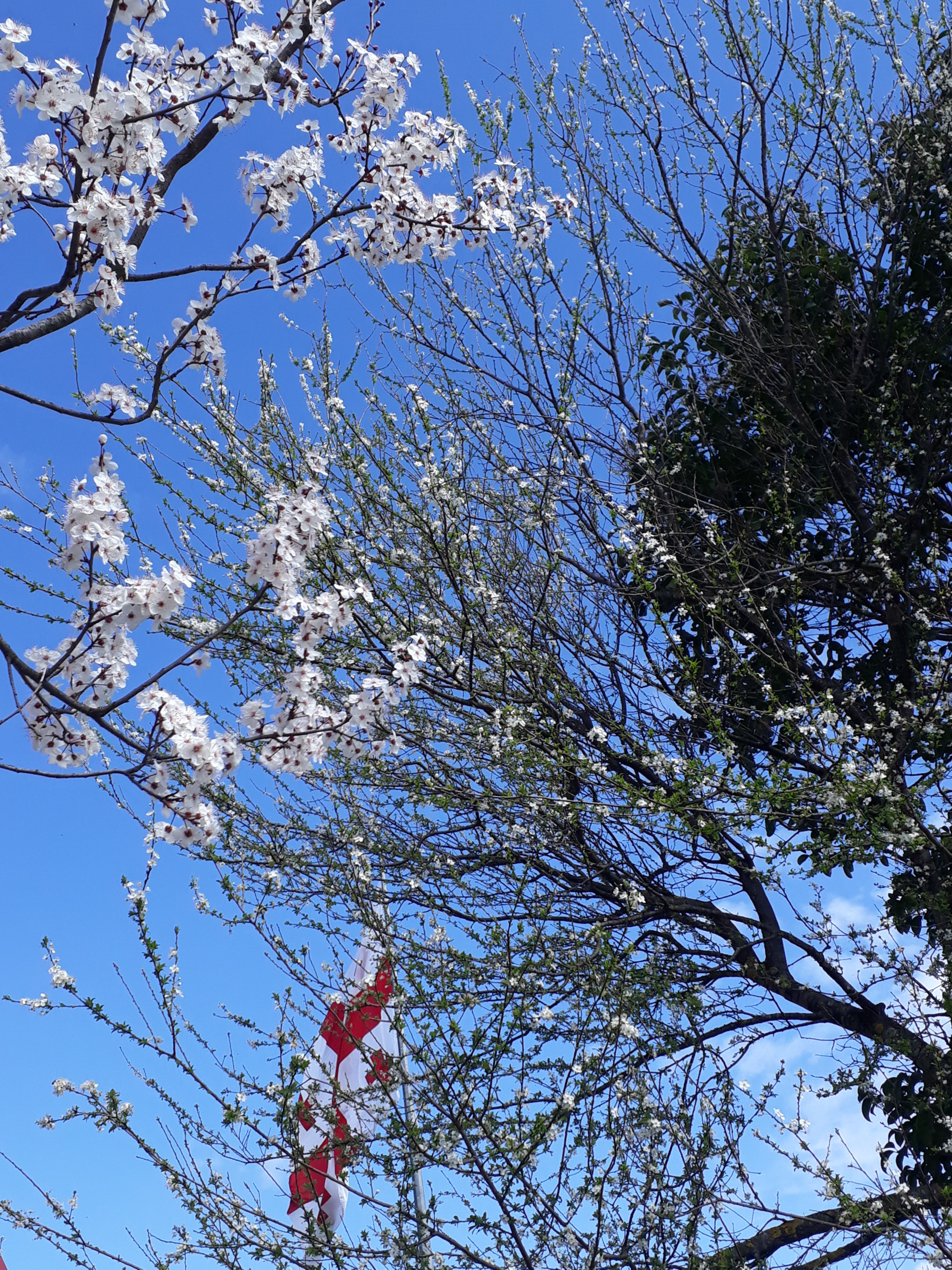 Samsung Galaxy A3(2017) sample photo