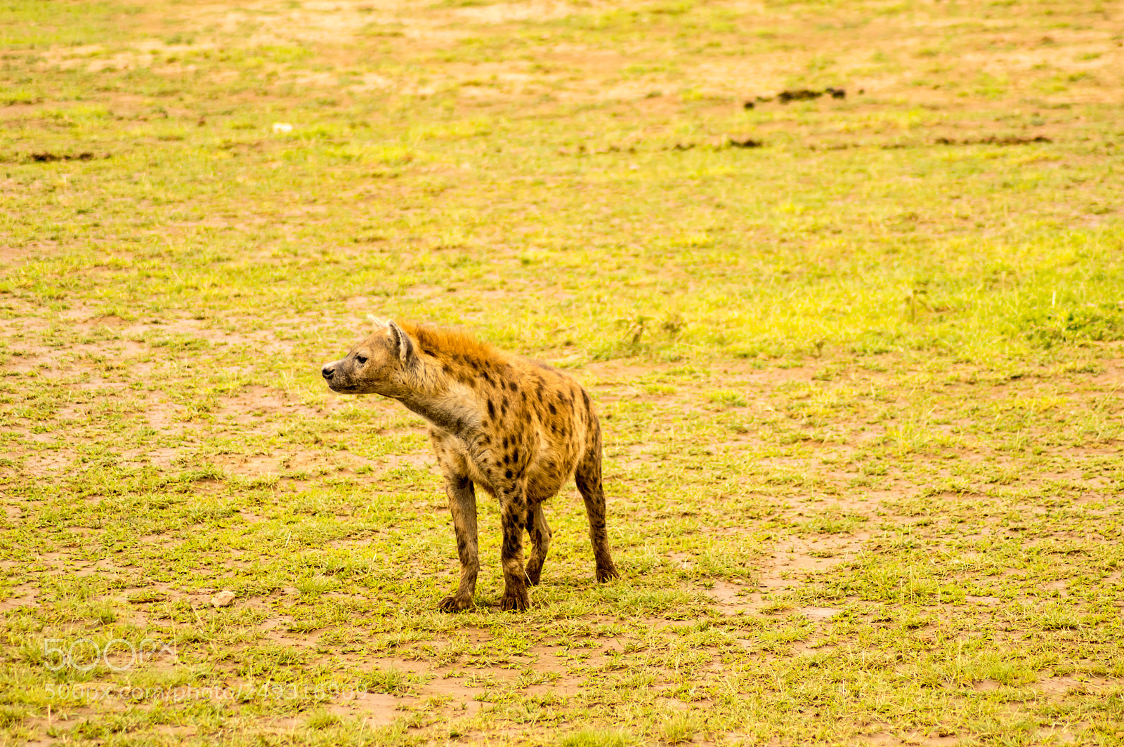 Nikon D3200 sample photo. Hyena isolate in the photography