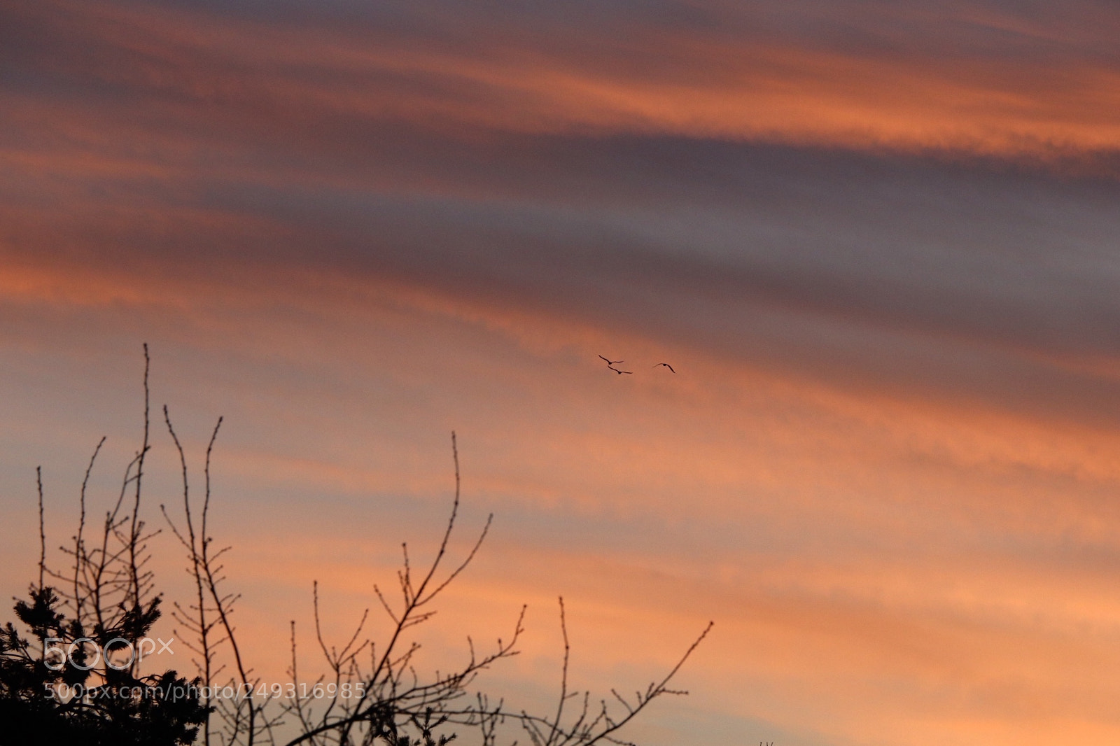 Canon EOS 800D (EOS Rebel T7i / EOS Kiss X9i) sample photo. Birds flyin high photography