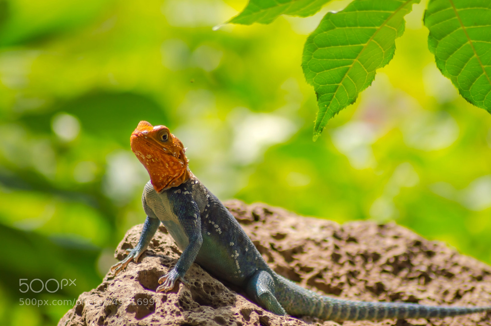 Nikon D3200 sample photo. Lizard called agame settlers photography