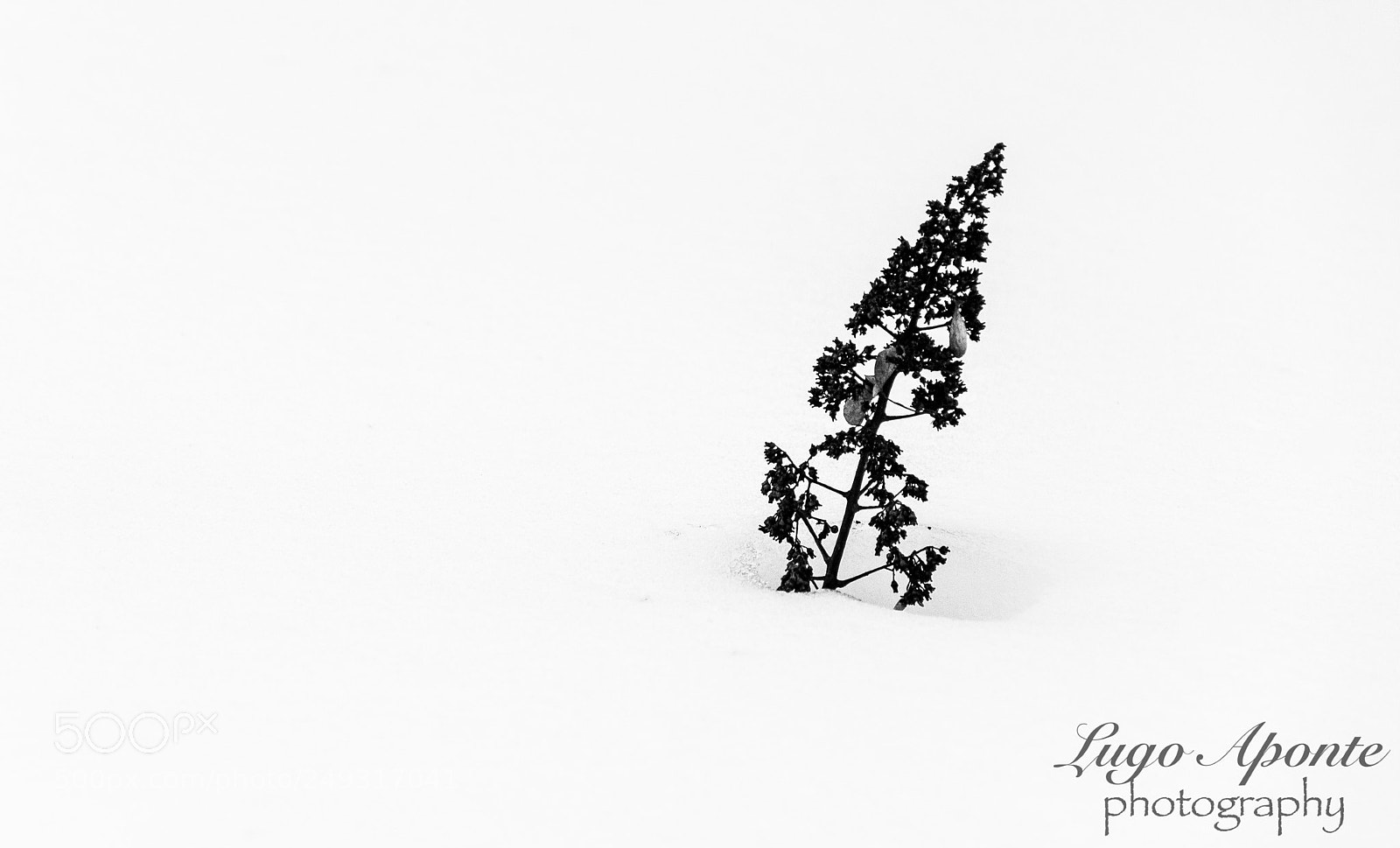 Nikon D200 sample photo. Litle tree photography