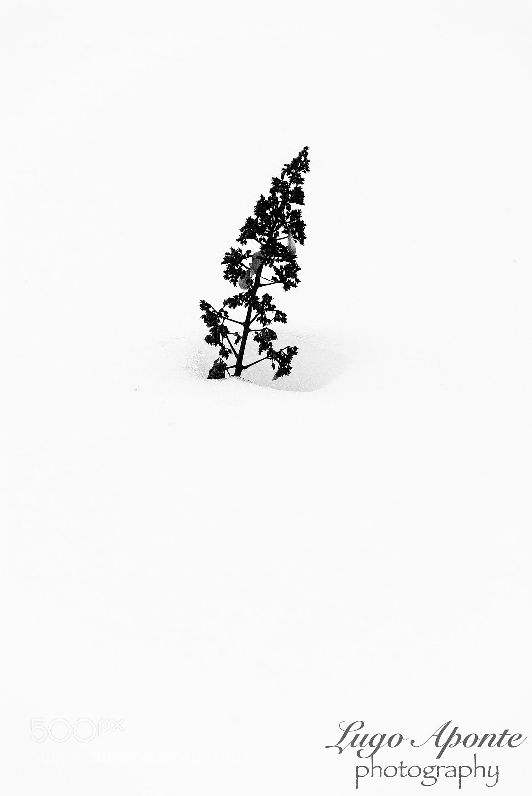 Nikon D200 sample photo. Litle tree photography