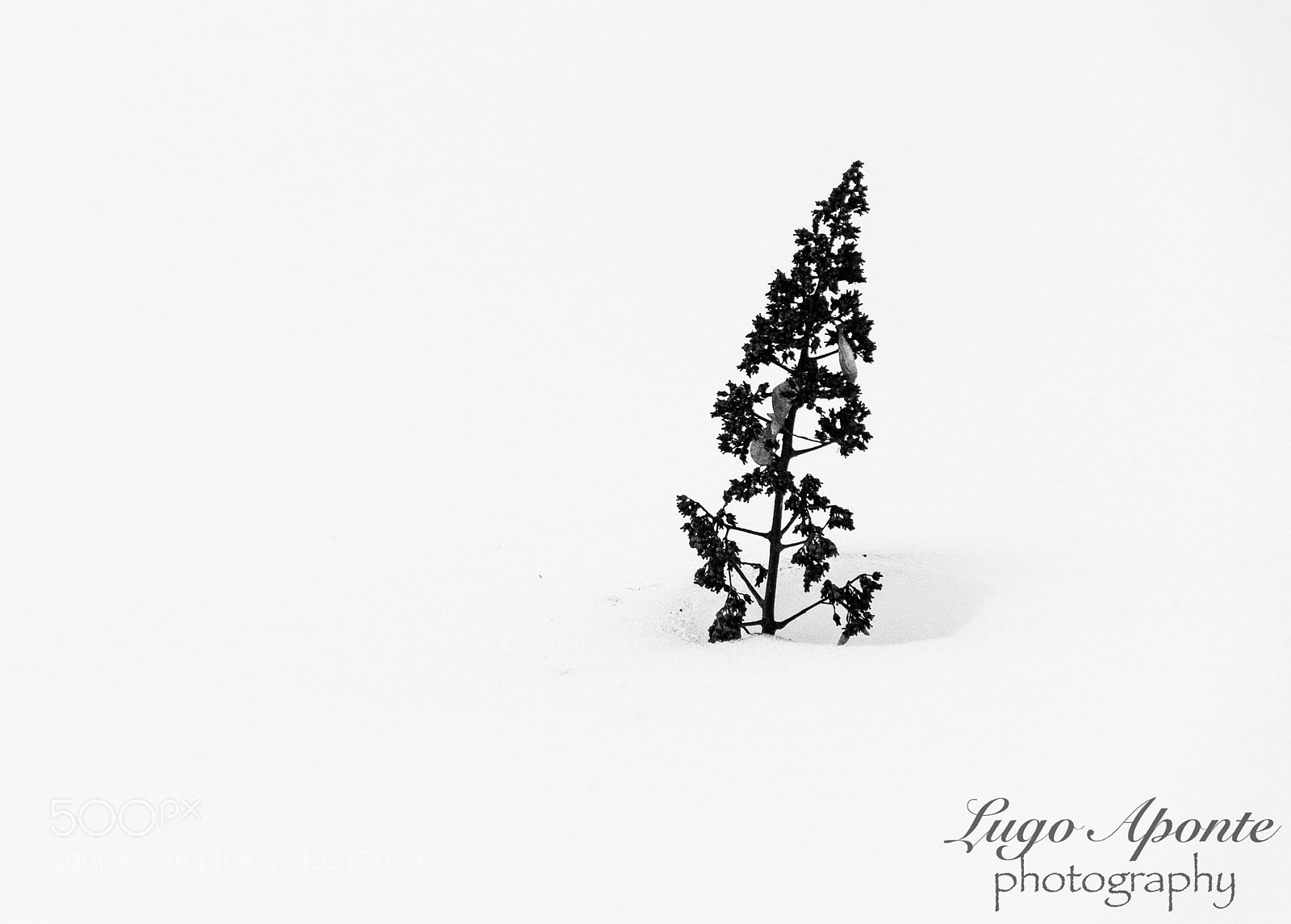Nikon D200 sample photo. Litle tree photography