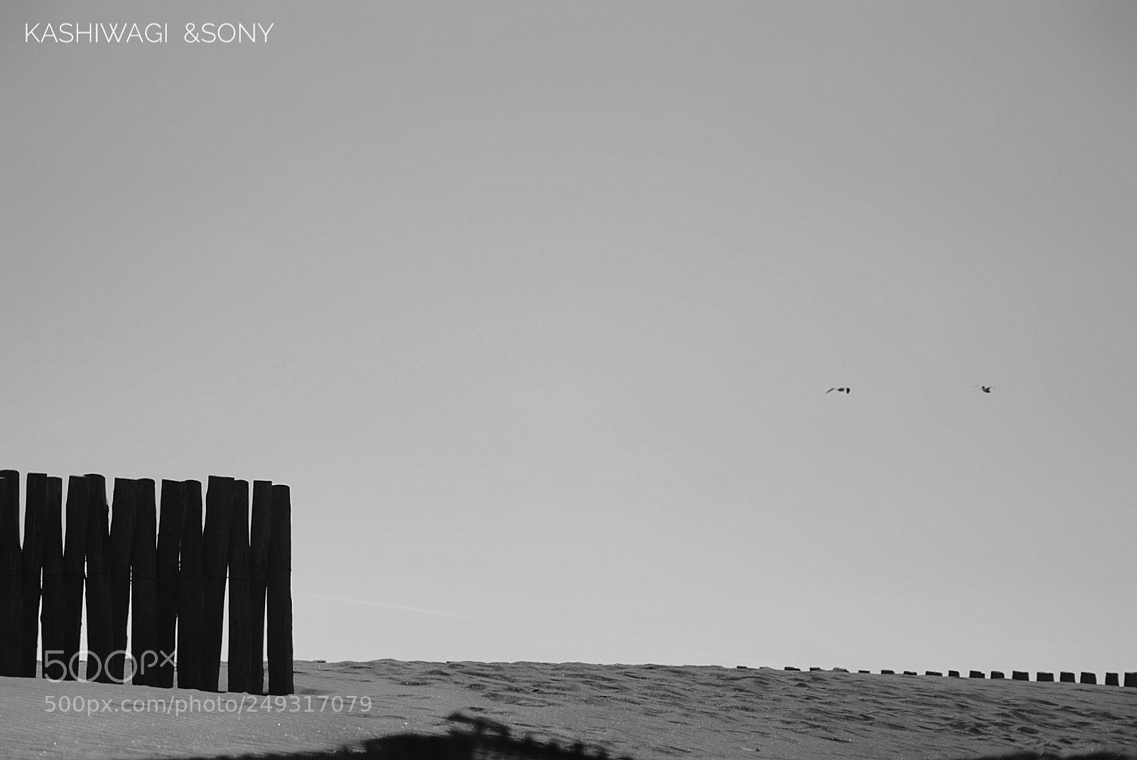Sony a7 II sample photo. Seagulls flew photography