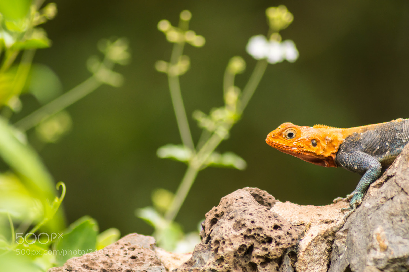 Nikon D3200 sample photo. Lizard called agame settlers photography