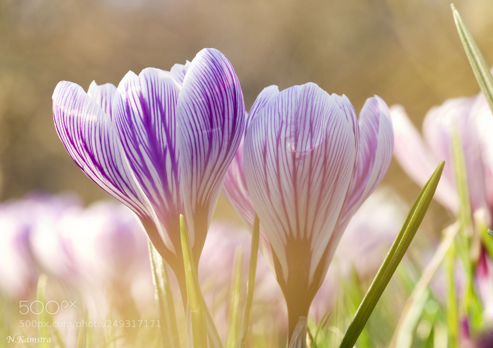 Olympus OM-D E-M10 II sample photo. Spring march'18 photography