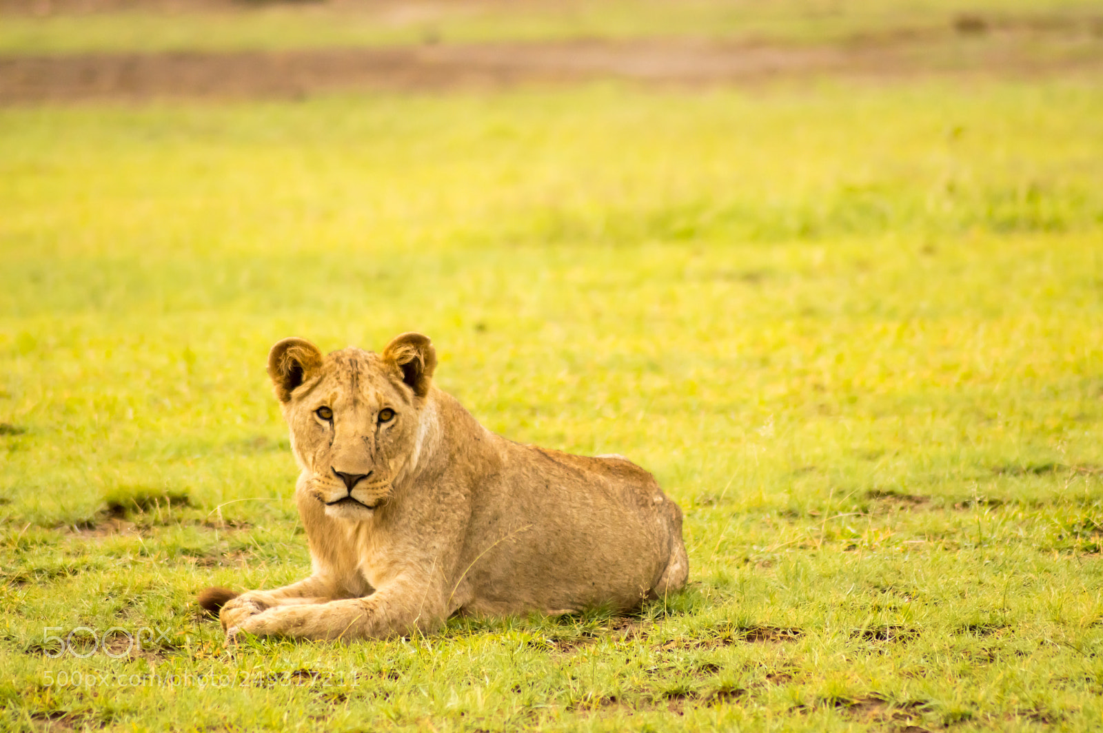 Nikon D3200 sample photo. Lion lying in the photography