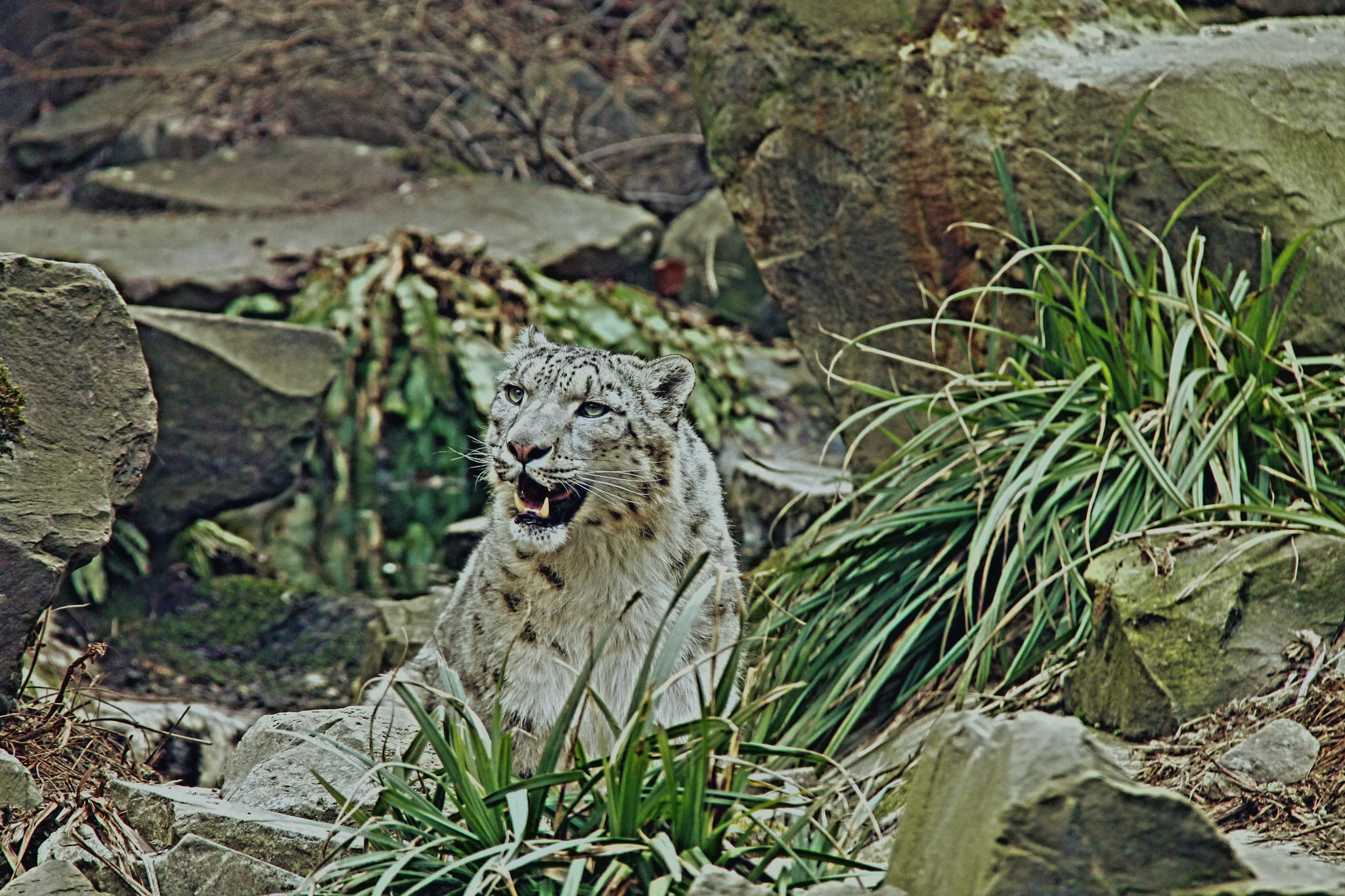 Canon EF-S 18-200mm F3.5-5.6 IS sample photo. Snow leopard photography