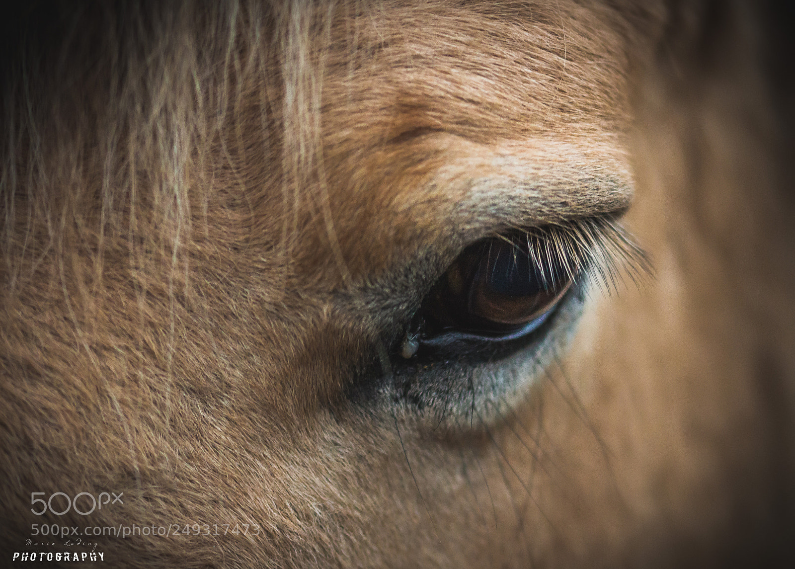 Canon EOS 700D (EOS Rebel T5i / EOS Kiss X7i) sample photo. Horse eye photography