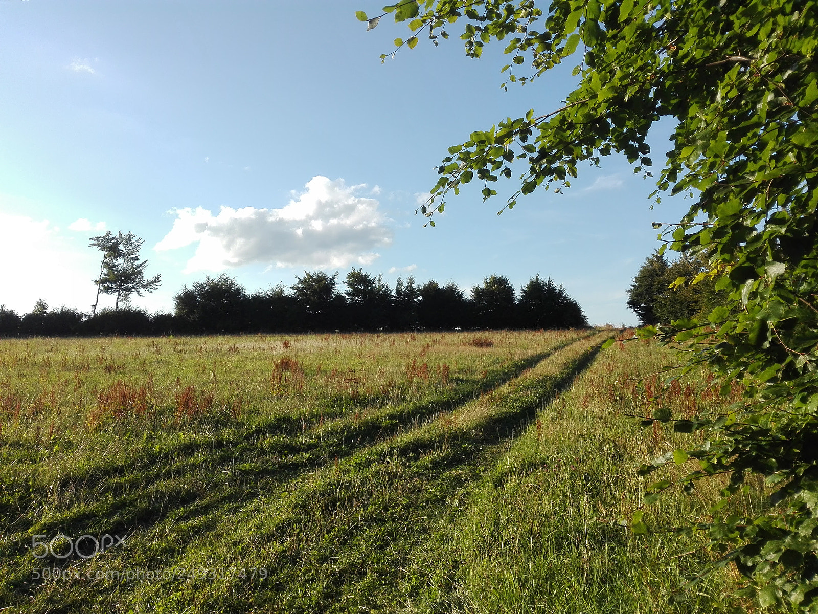 HUAWEI P8 Lite sample photo. A green field with photography