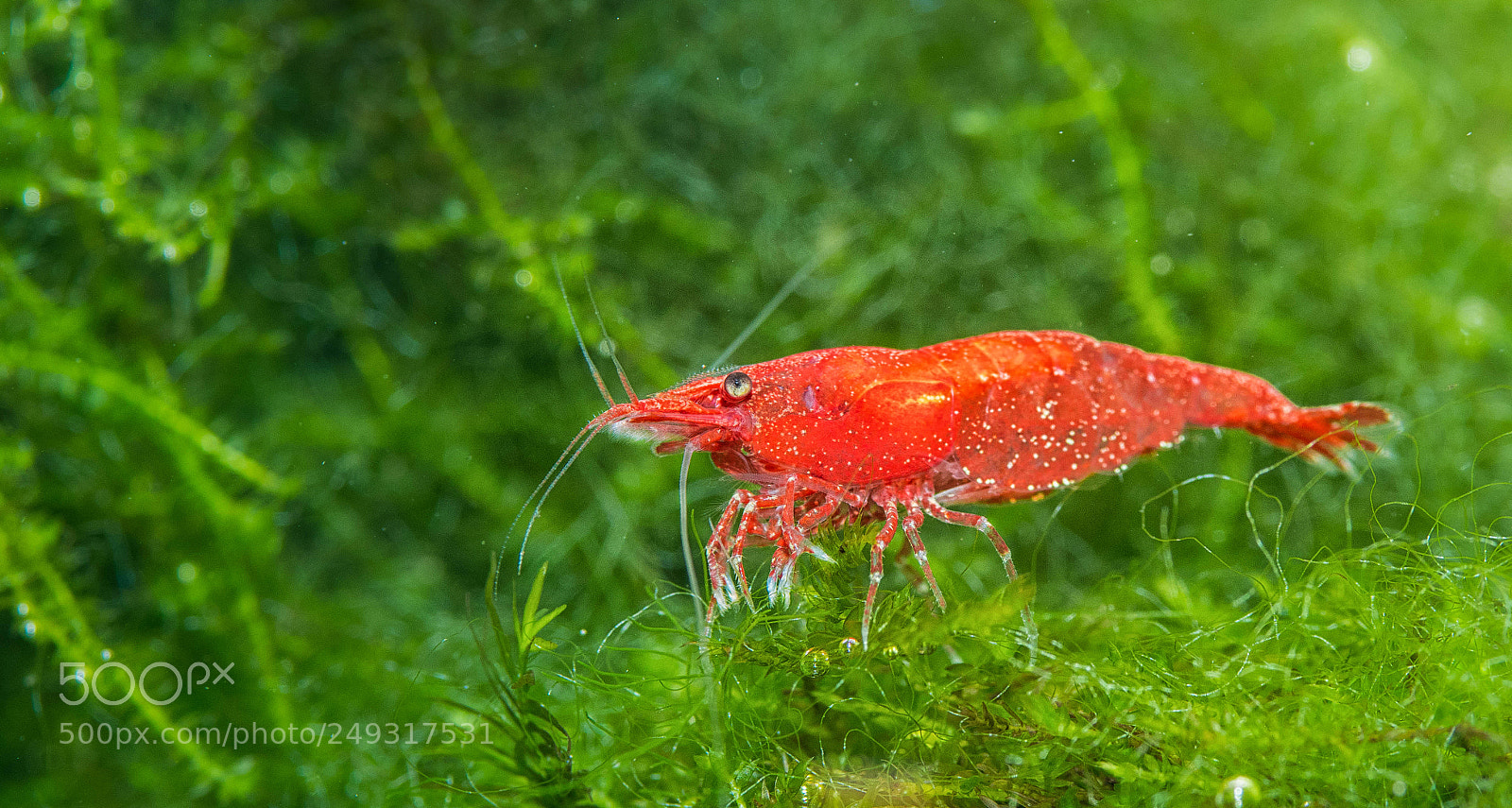 Nikon D500 sample photo. Cherry shrimp photography