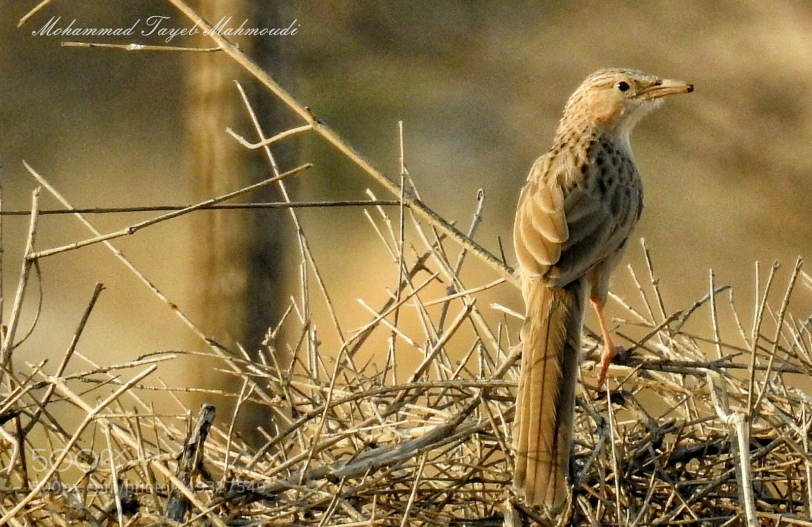 Nikon Coolpix P900 sample photo. Bird photography