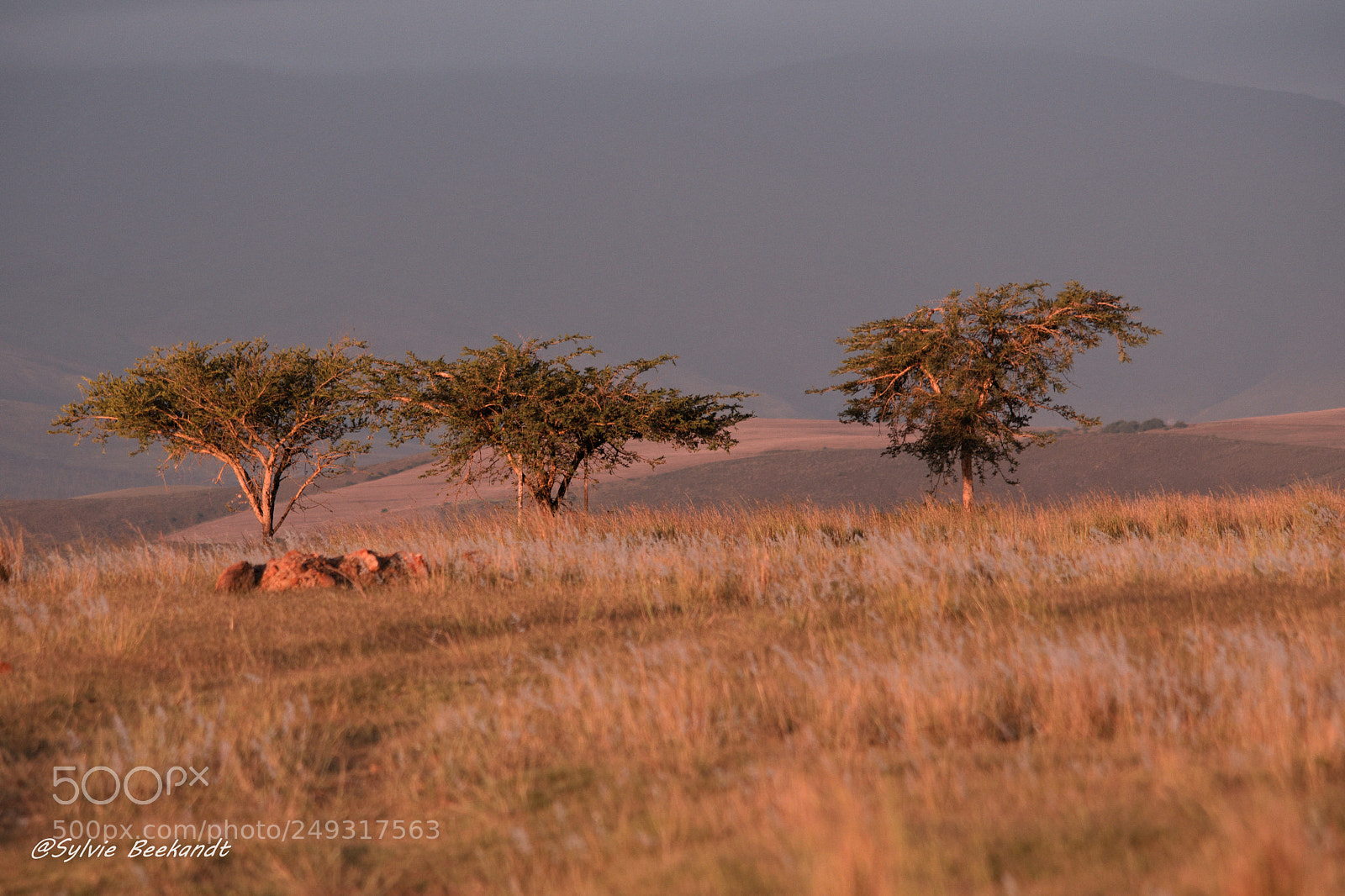 Nikon D500 sample photo. Savane africaine photography