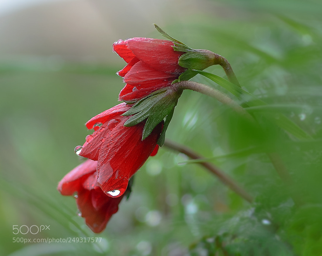 Nikon D7100 sample photo. Anemon photography