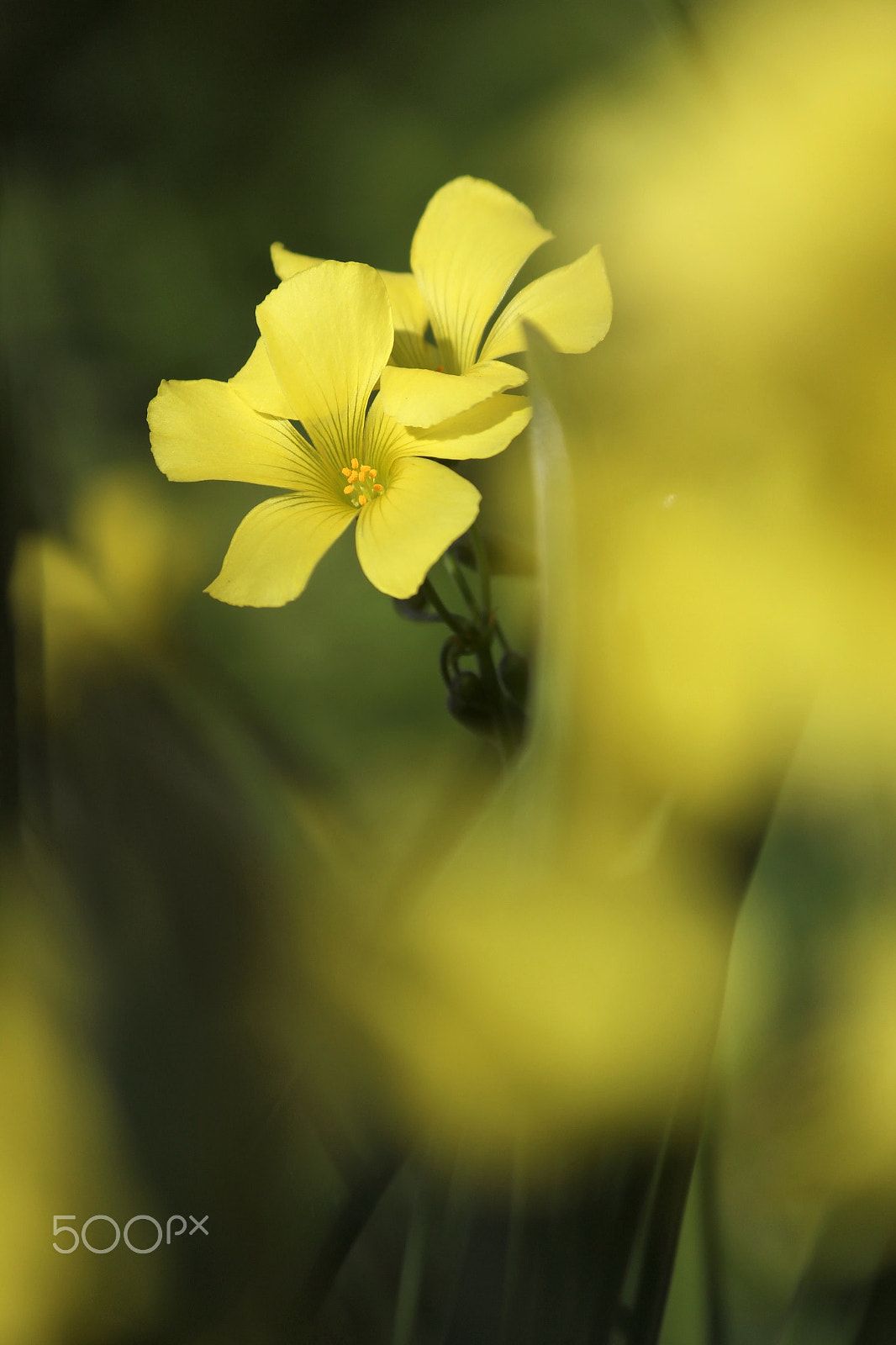 Canon EF-S 55-250mm F4-5.6 IS II sample photo. In the dream photography