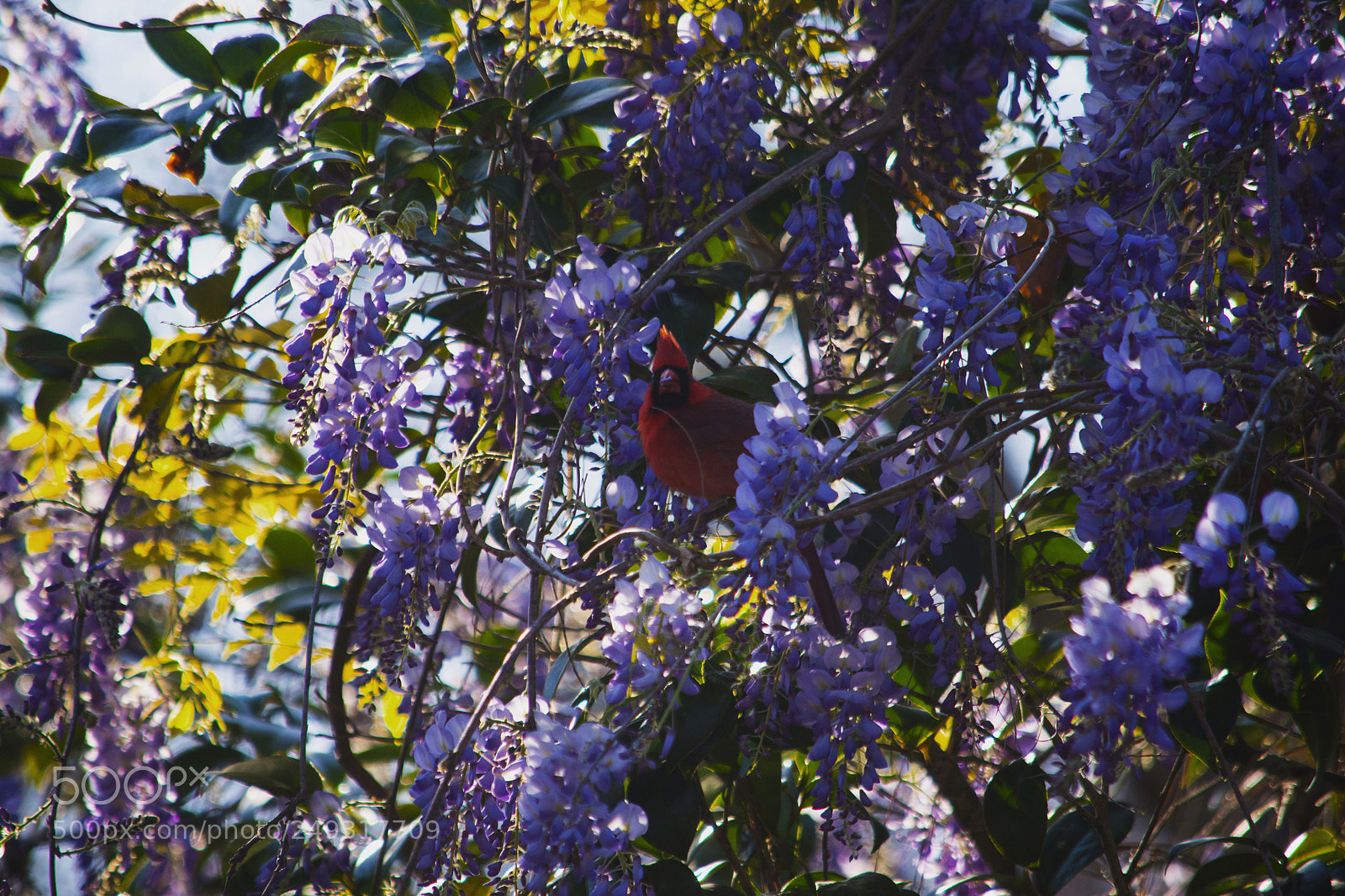 Nikon D7100 sample photo. Purple photography
