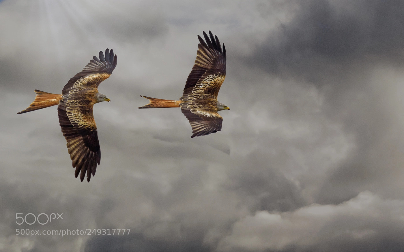 Nikon D7100 sample photo. Red kites in formation photography