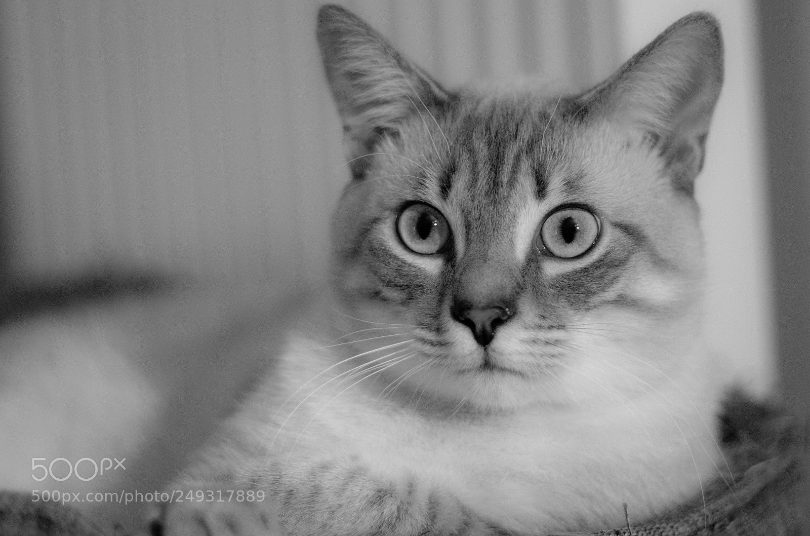 Canon EOS 750D (EOS Rebel T6i / EOS Kiss X8i) sample photo. Titus photography