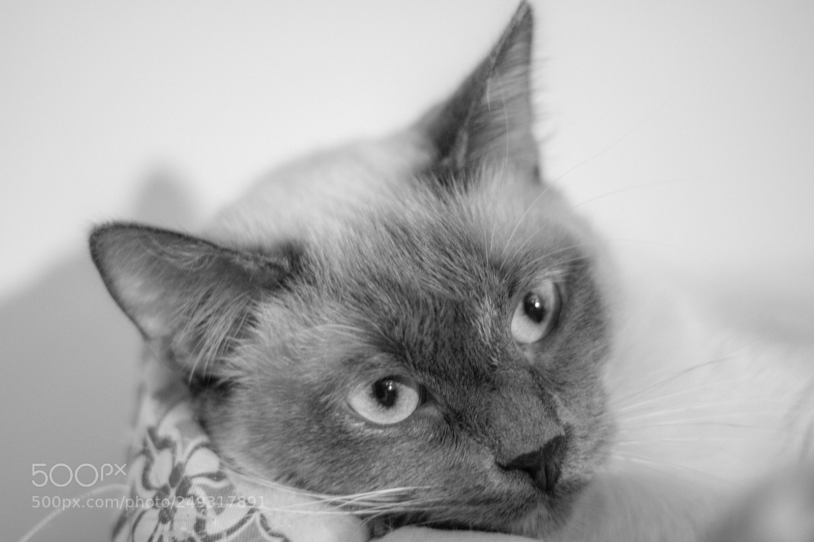 Canon EOS 750D (EOS Rebel T6i / EOS Kiss X8i) sample photo. Iris photography