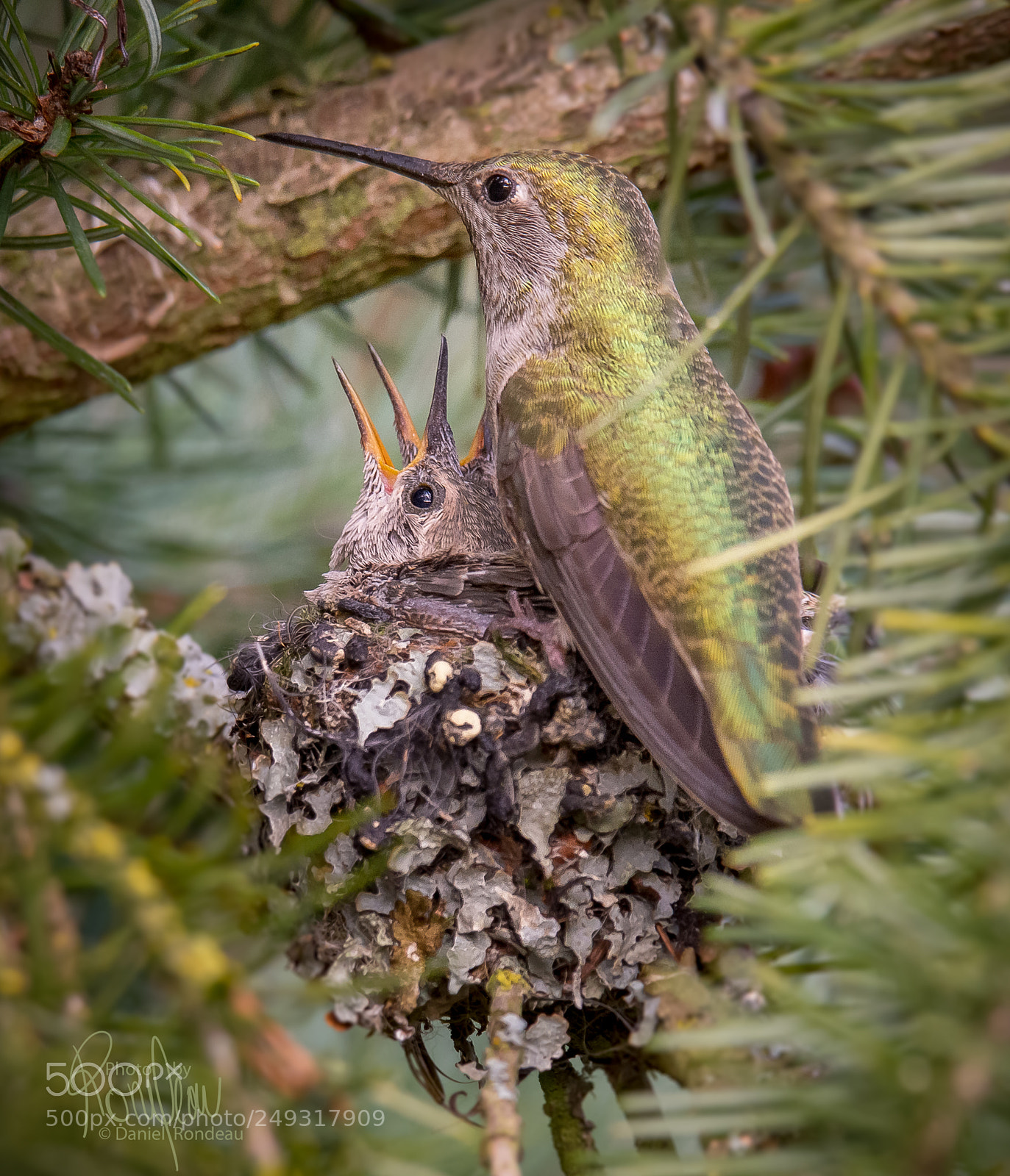 Nikon D7200 sample photo. Young anna's hummingbirds hoping photography