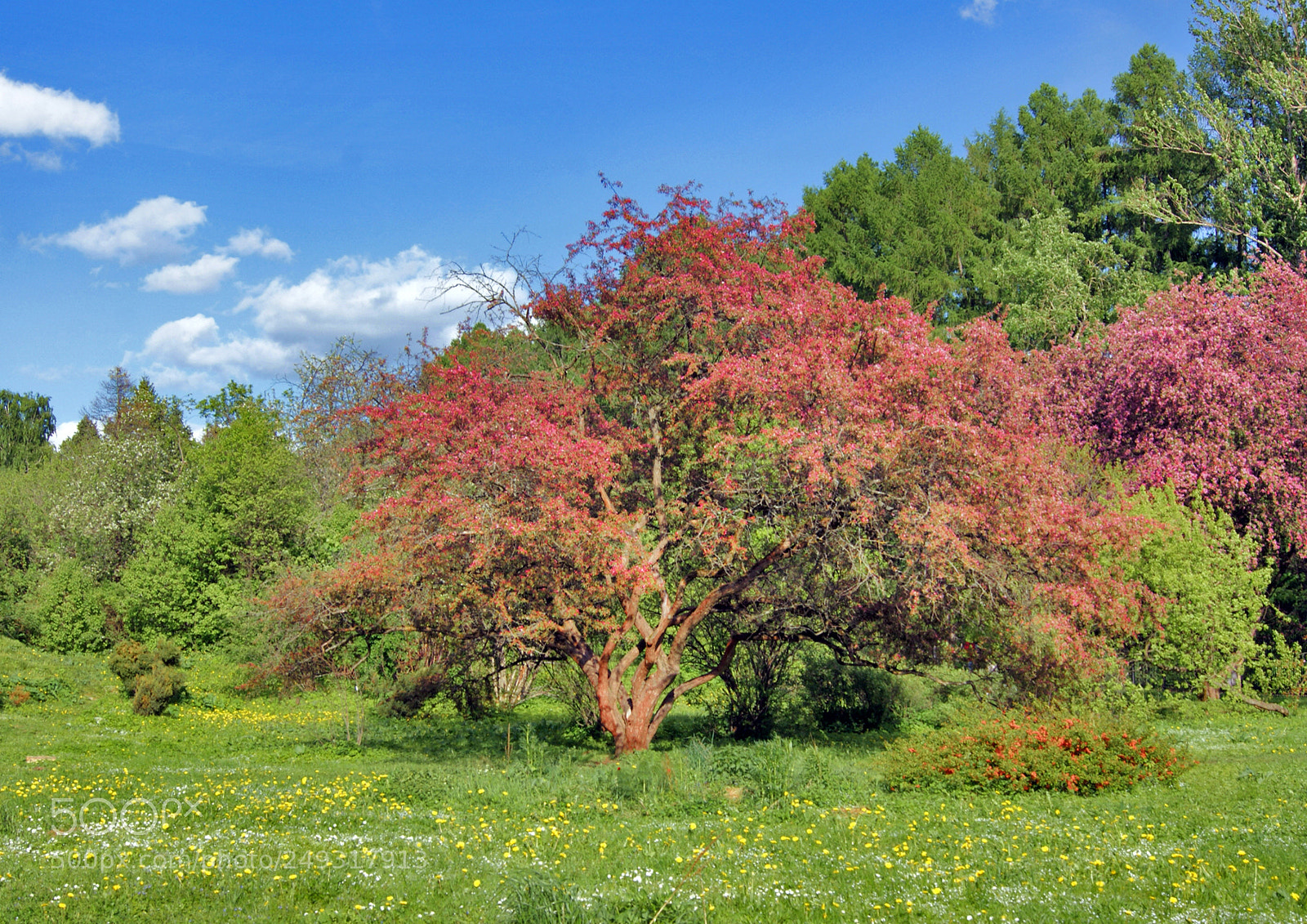 Sony Alpha DSLR-A290 sample photo. In the botanical garden photography