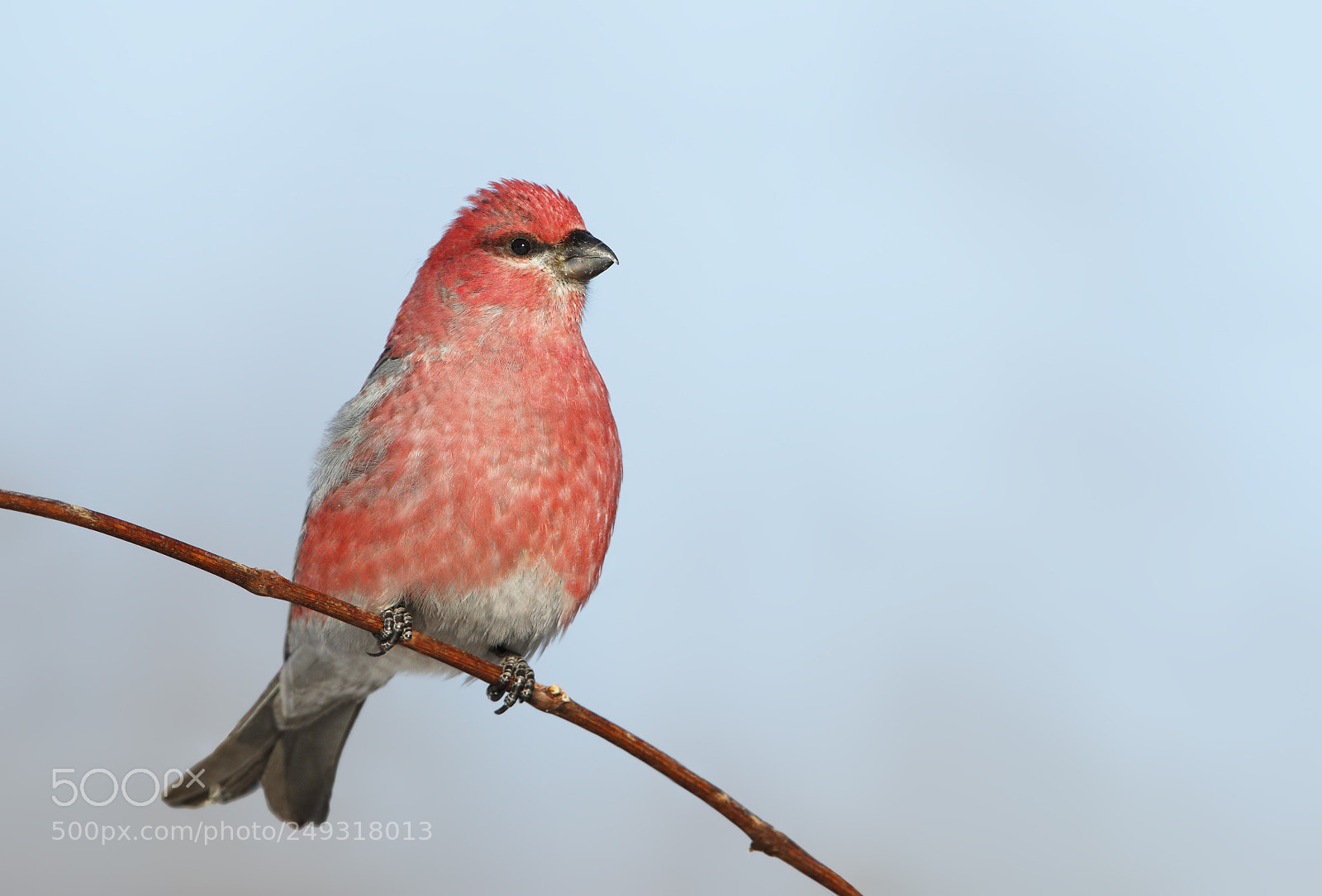 Canon EOS-1D X Mark II sample photo. Pine grosbeak photography