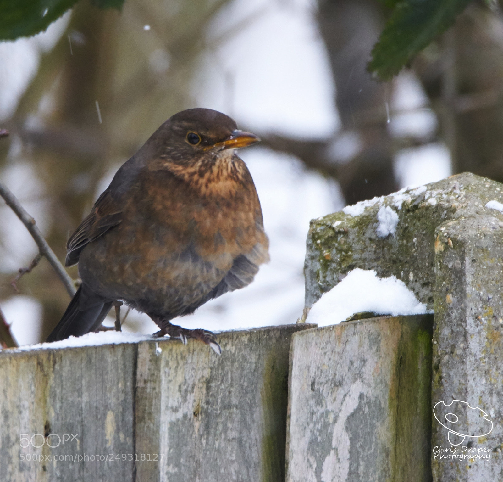 Sony ILCA-77M2 sample photo. Blackbird  photography