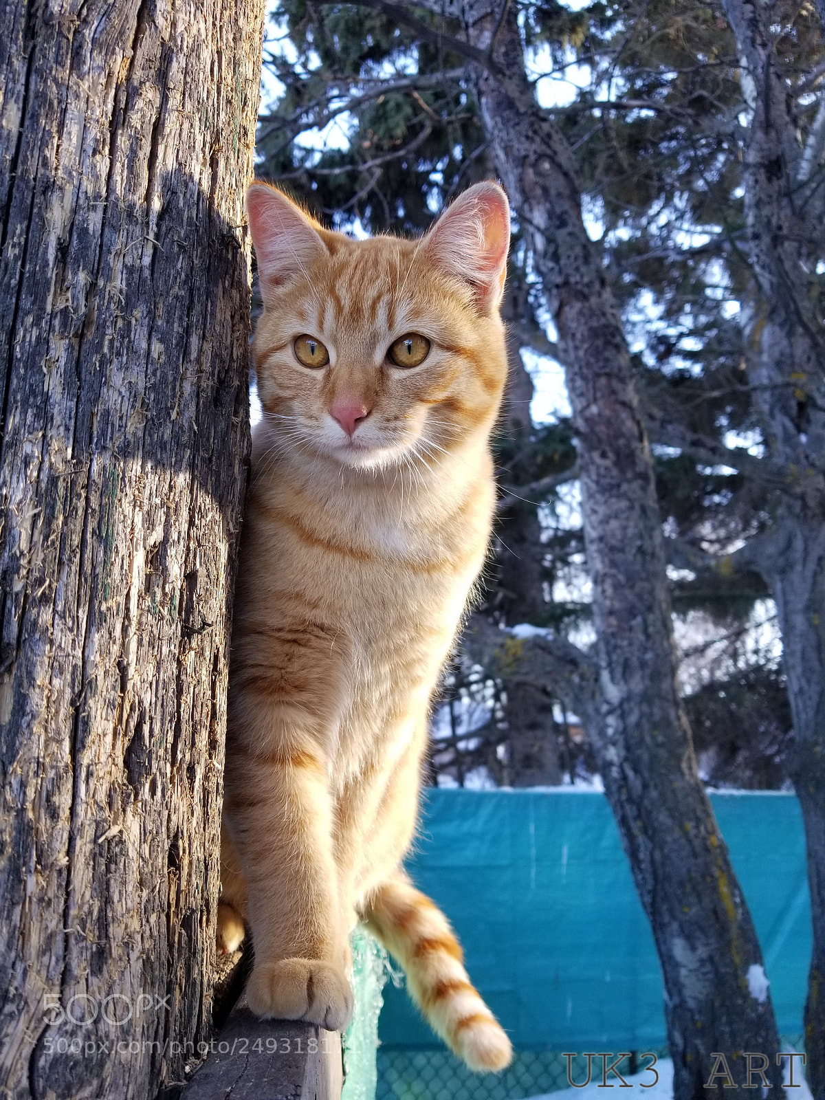 Samsung Galaxy S8 sample photo. Pose for the camera photography