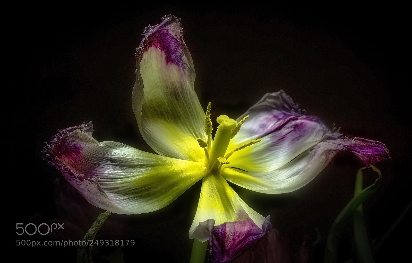 Sony a6000 sample photo. Wilted tulip photography