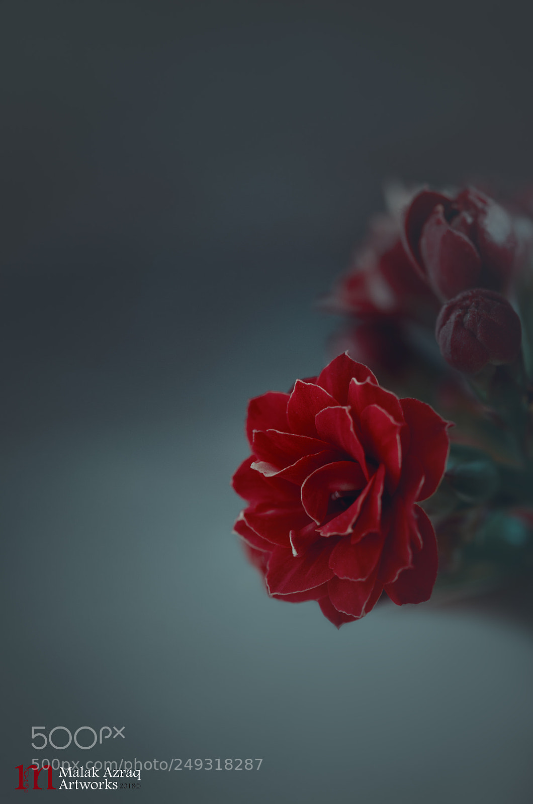 Nikon D7000 sample photo. Kalanchoe 2 photography