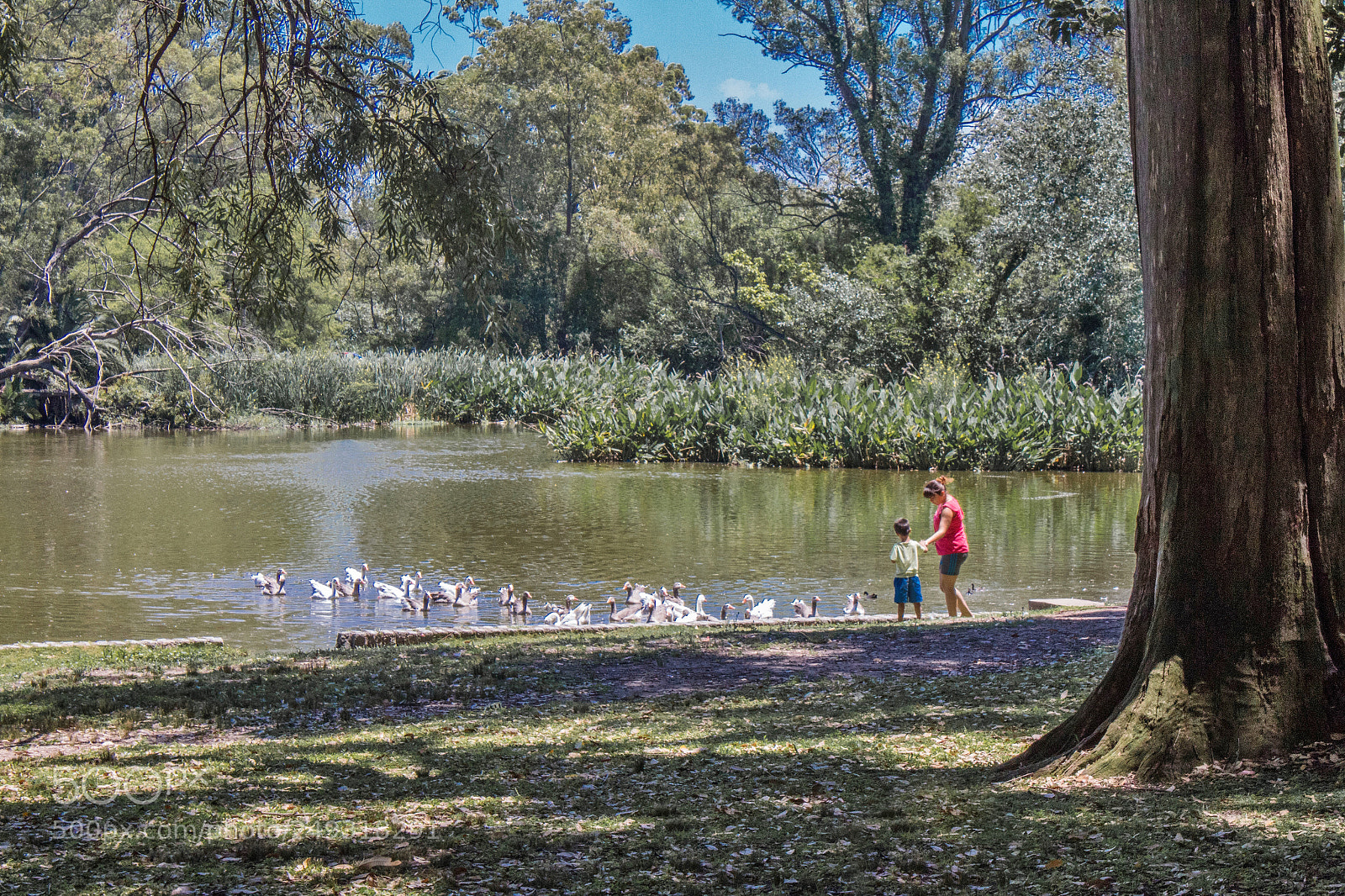 Canon EOS 1300D (EOS Rebel T6 / EOS Kiss X80) sample photo. Alimentando patos / feeding ducks photography