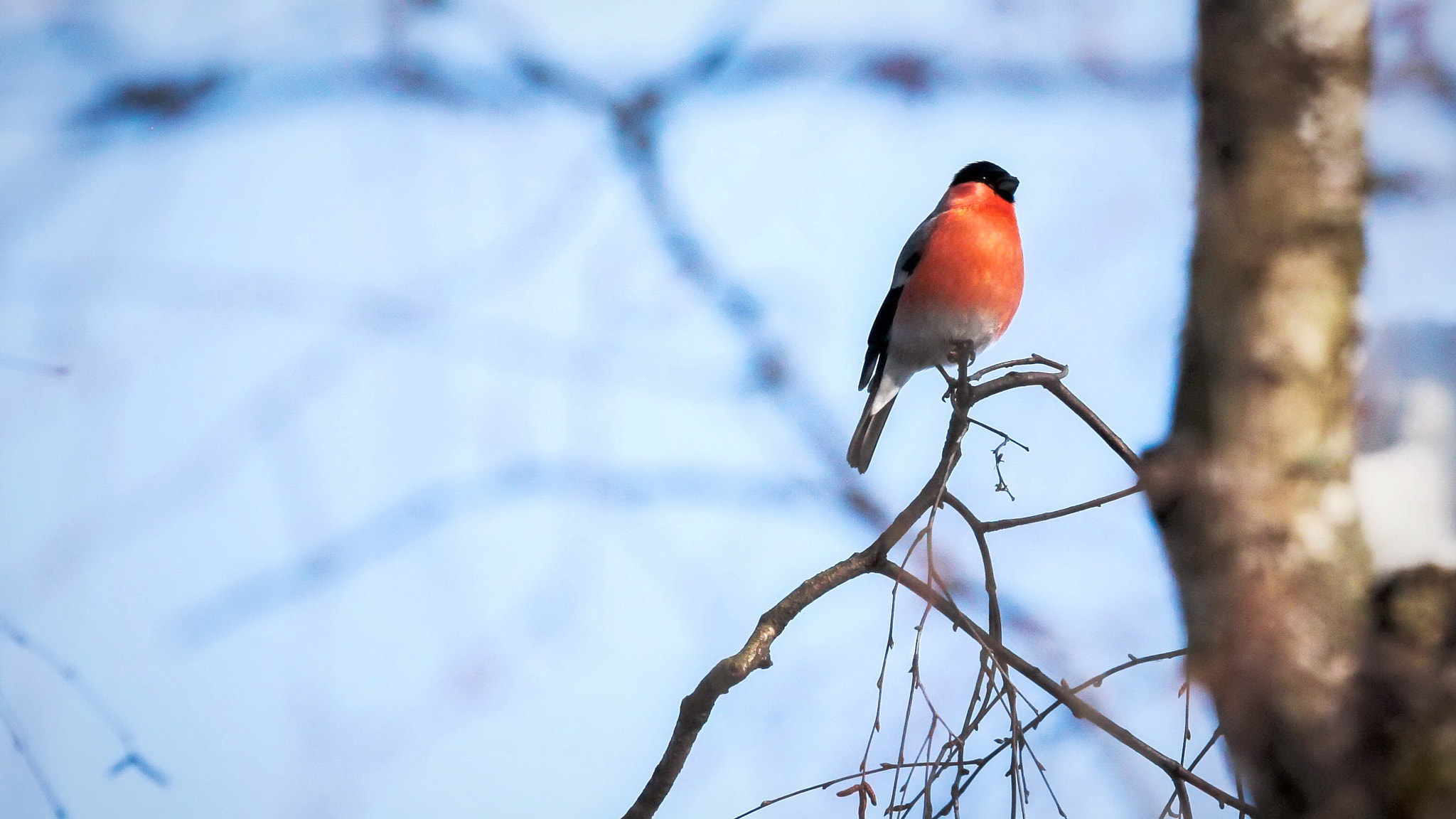 Canon EOS sample photo. Bullfinch photography