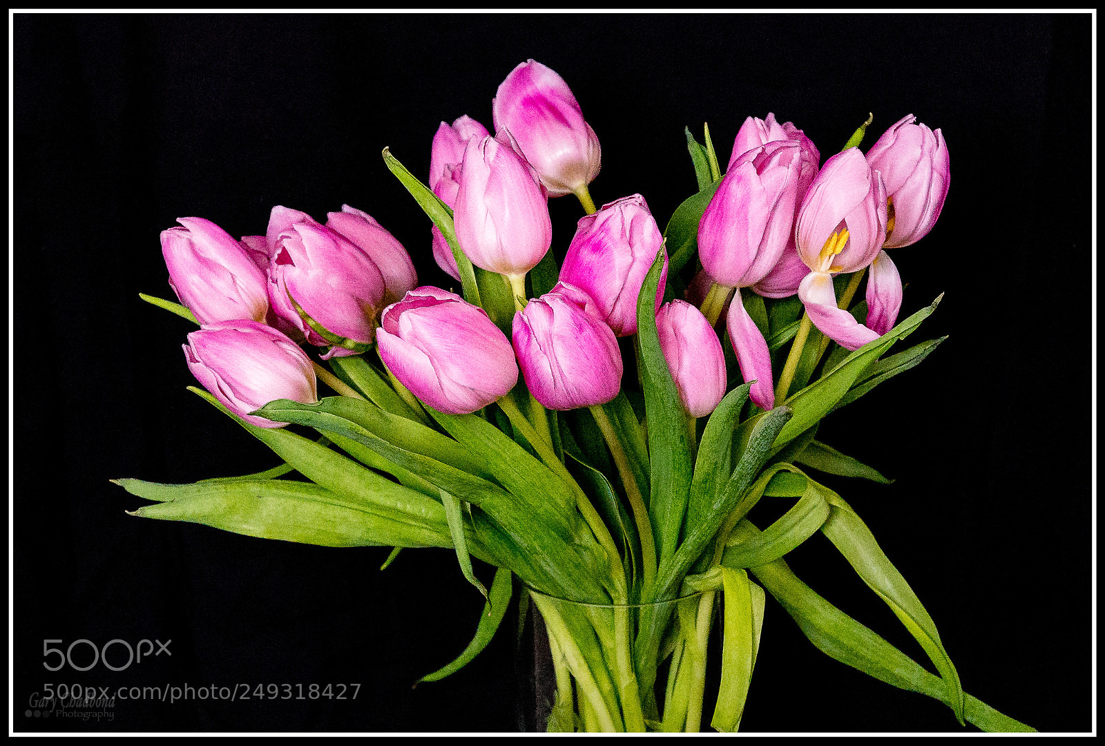 Sony SLT-A99V sample photo. Tulips photography
