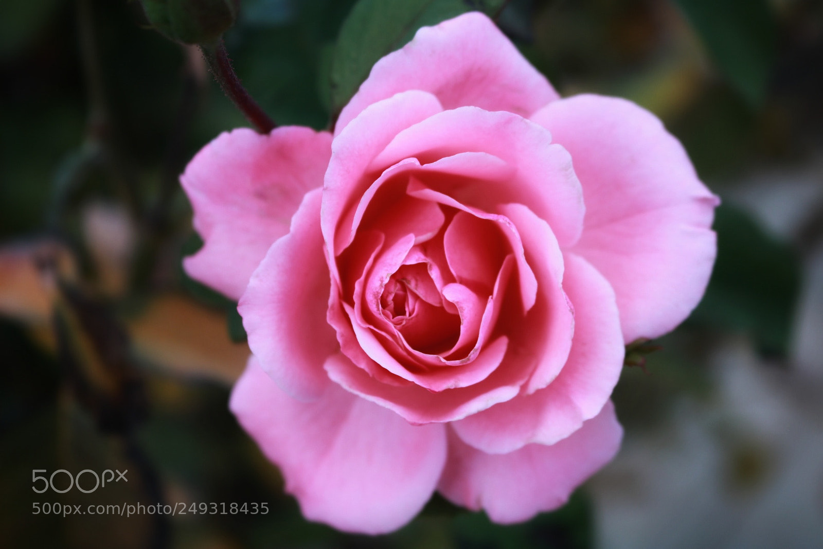 Canon EOS 750D (EOS Rebel T6i / EOS Kiss X8i) sample photo. Untitled photography