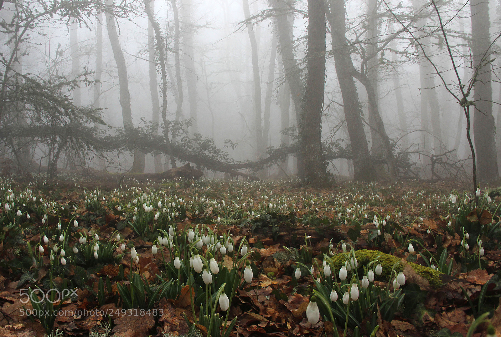 Canon EOS 600D (Rebel EOS T3i / EOS Kiss X5) sample photo. Spring on the mountain photography