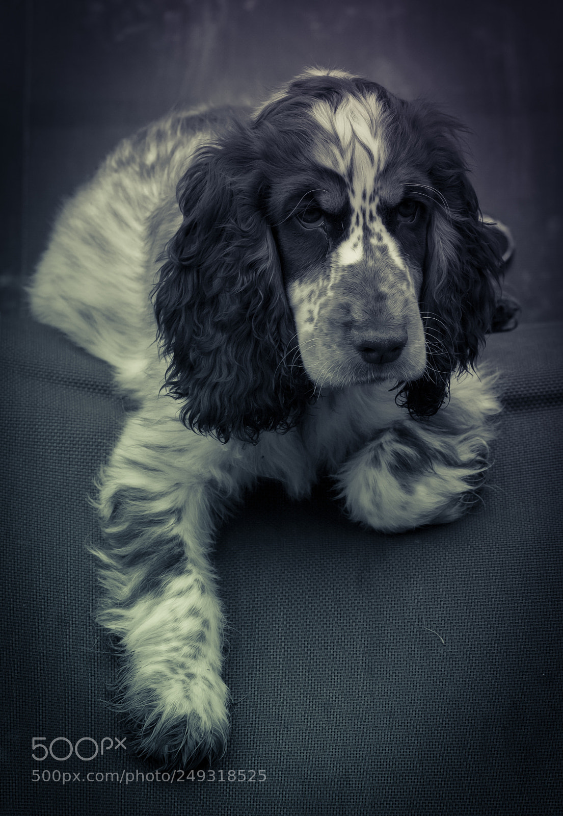 Nikon D3100 sample photo. Noe photography