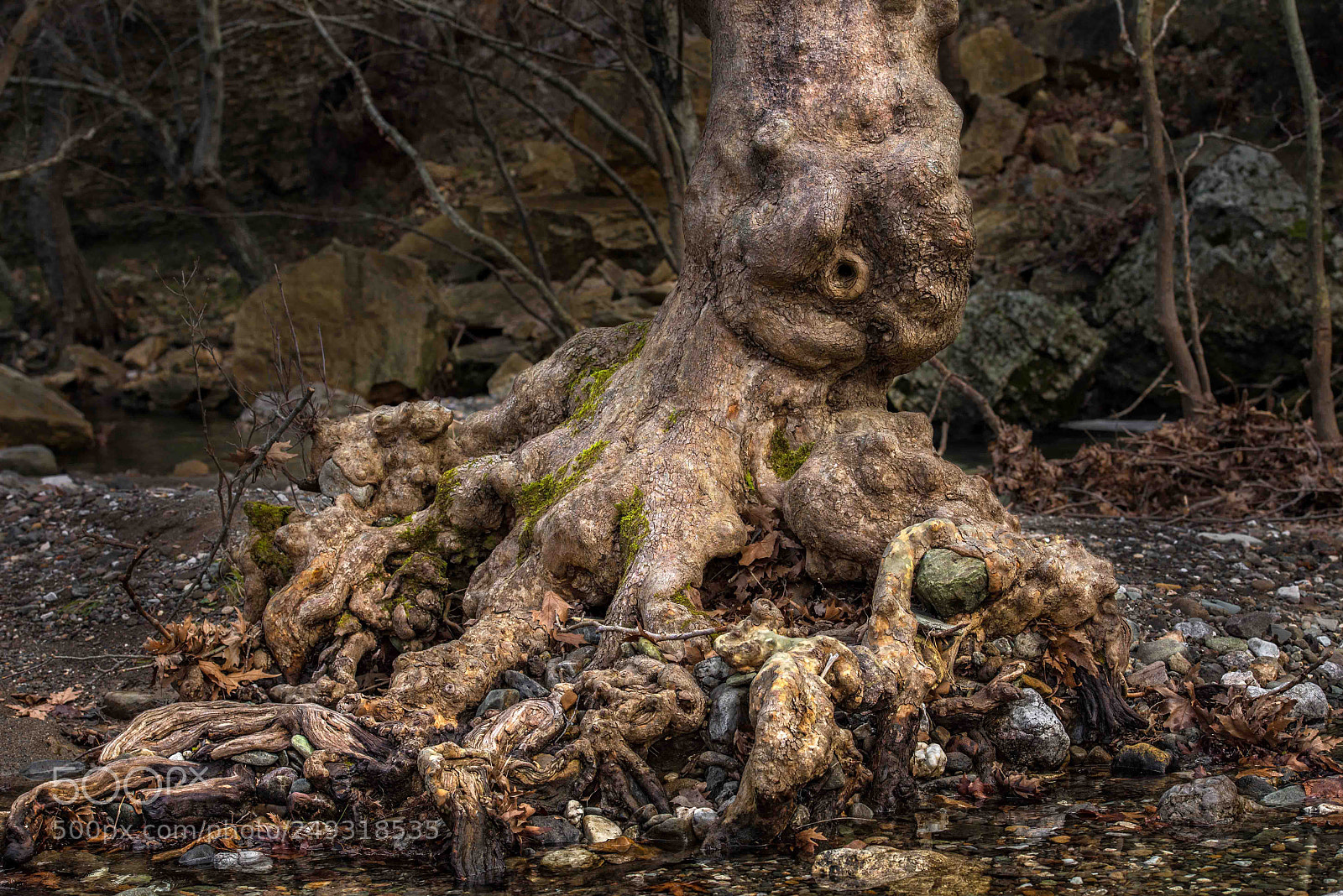 Nikon D600 sample photo. Octopus tree of the photography