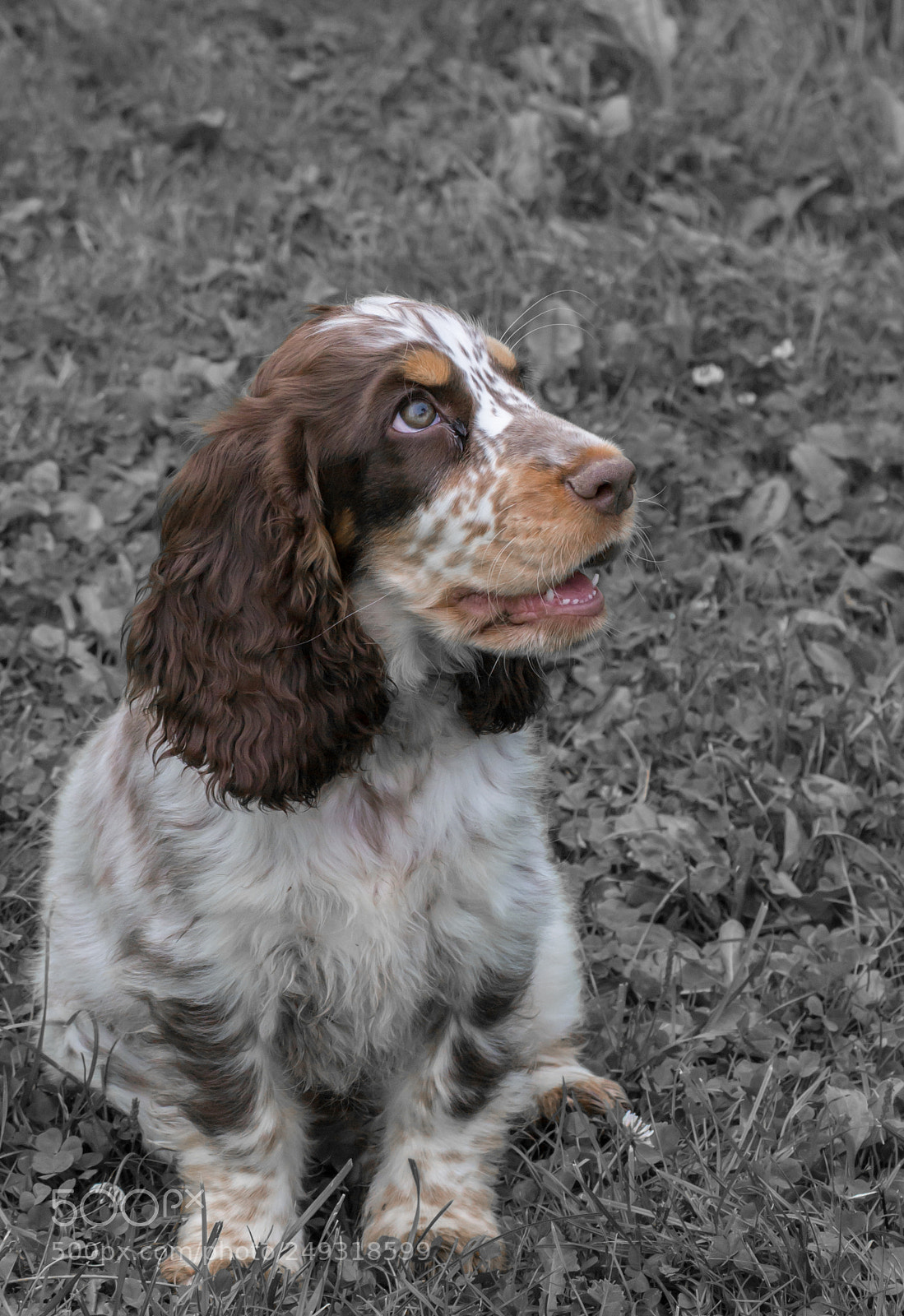 Nikon D3100 sample photo. Noe photography