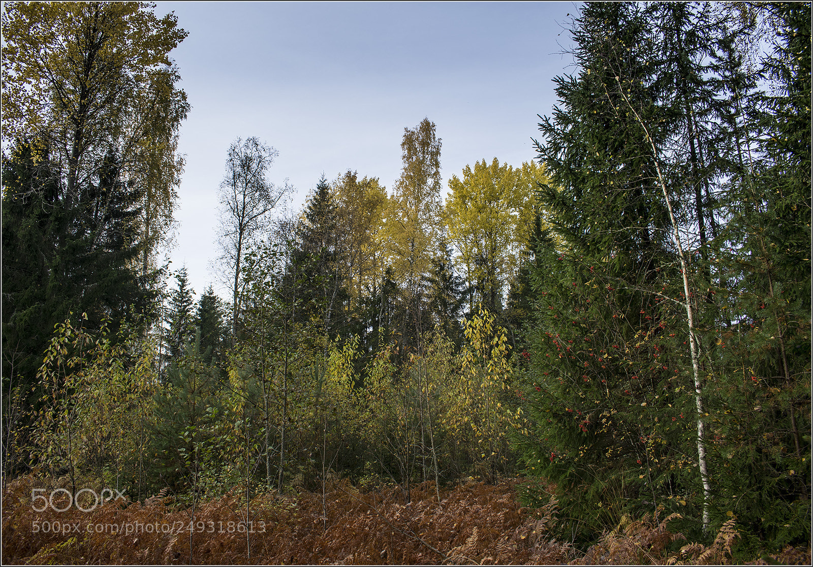 Nikon D5300 sample photo. Autumn mixed forest photography